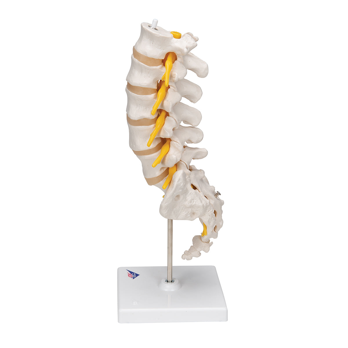 Lumbar Human Spinal Column Model - 3B Scientific A74, view 3