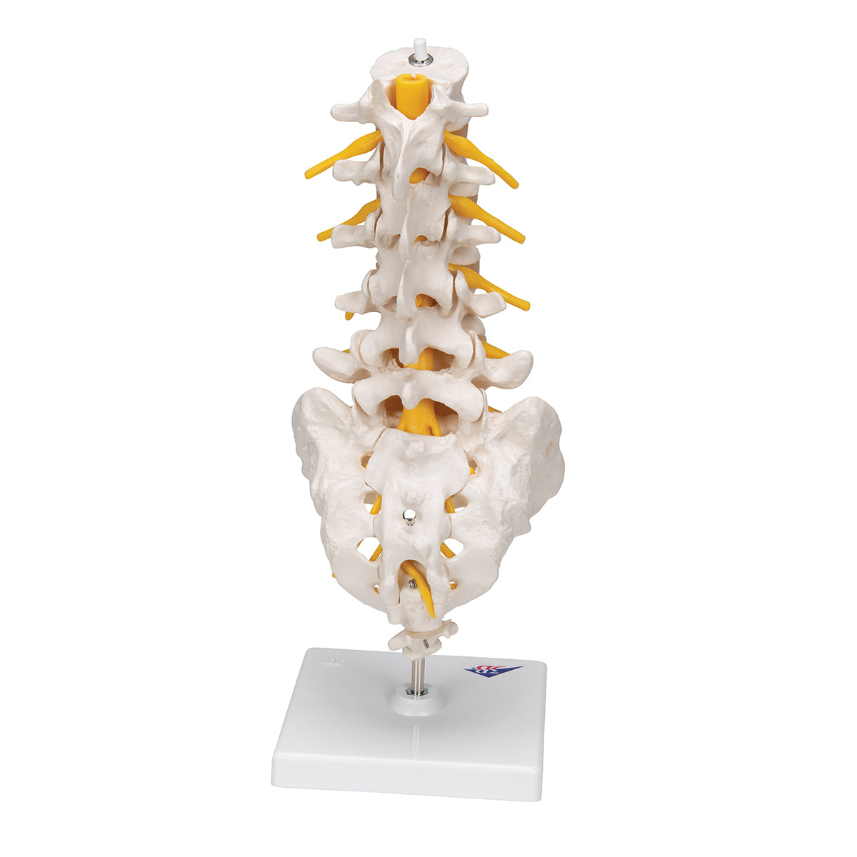 Lumbar Human Spinal Column Model - 3B Scientific A74, view 4