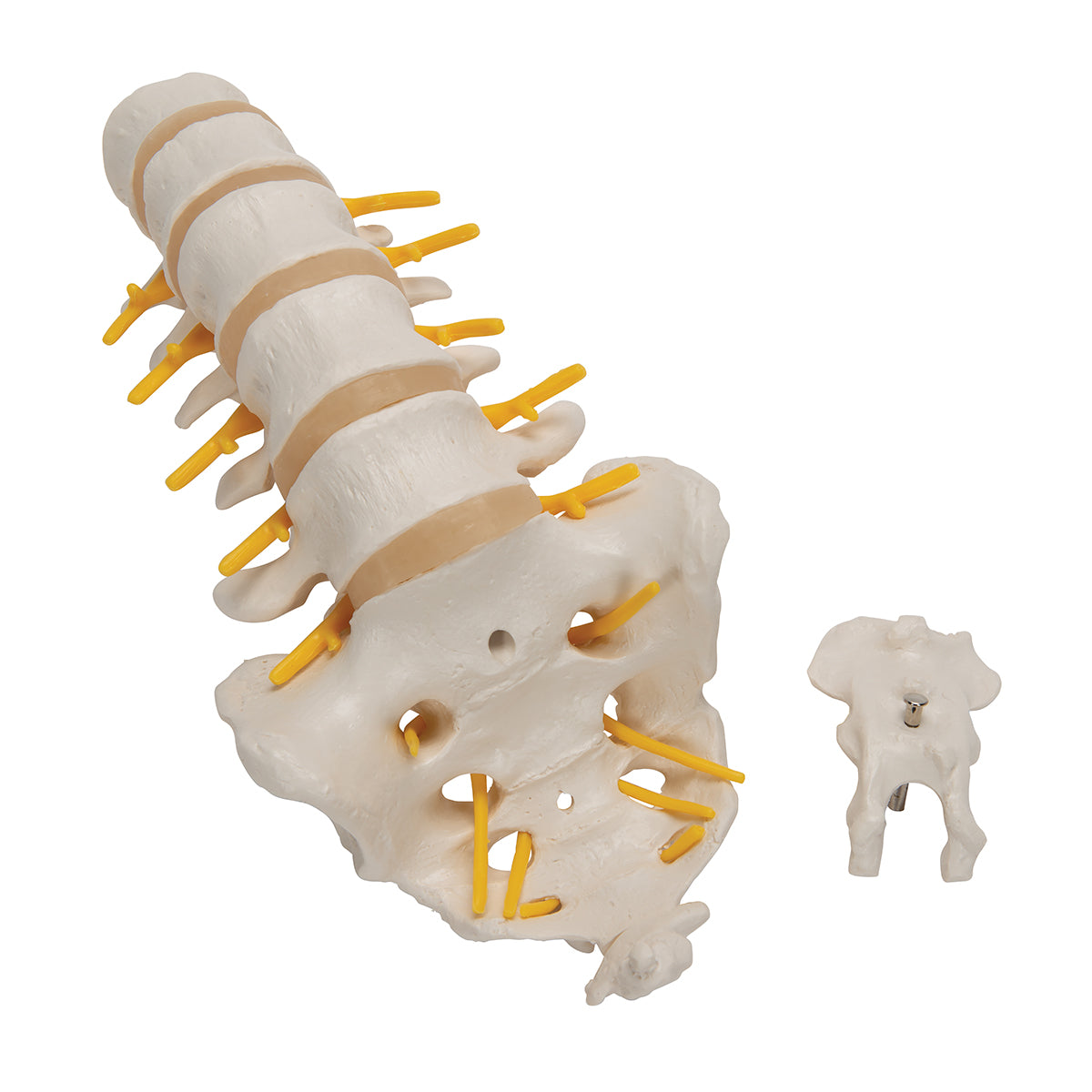Lumbar Human Spinal Column Model - 3B Scientific A74, view 5
