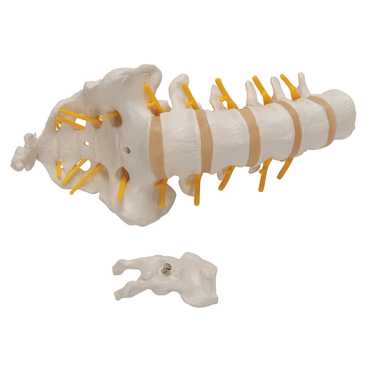 Lumbar Human Spinal Column Model - 3B Scientific A74, view 6