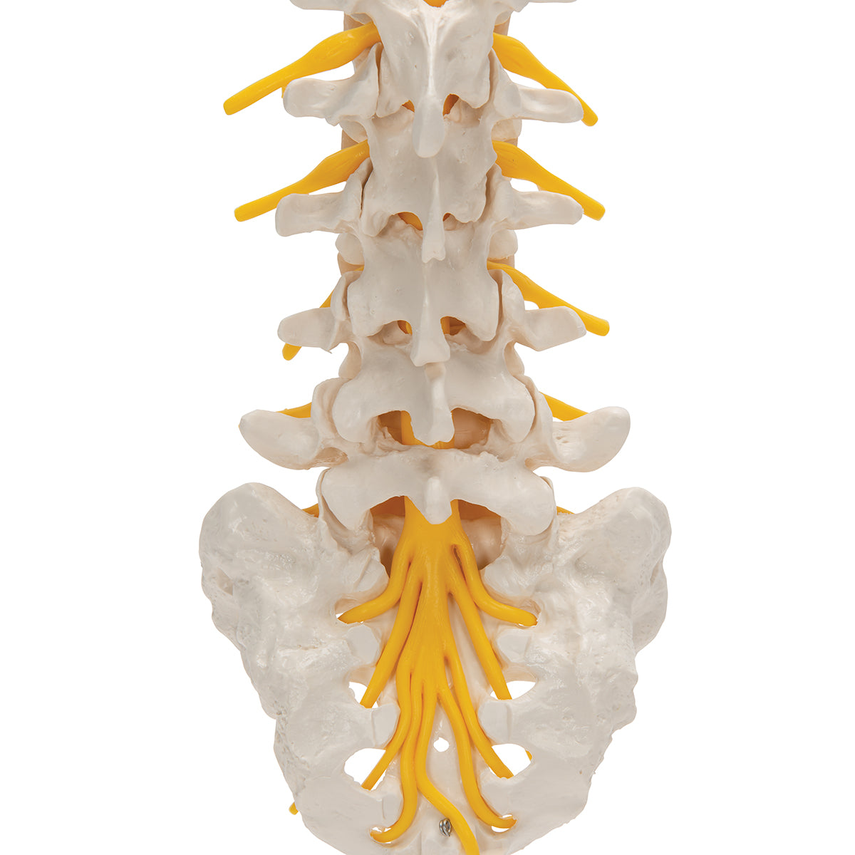 Lumbar Human Spinal Column Model - 3B Scientific A74, view 7