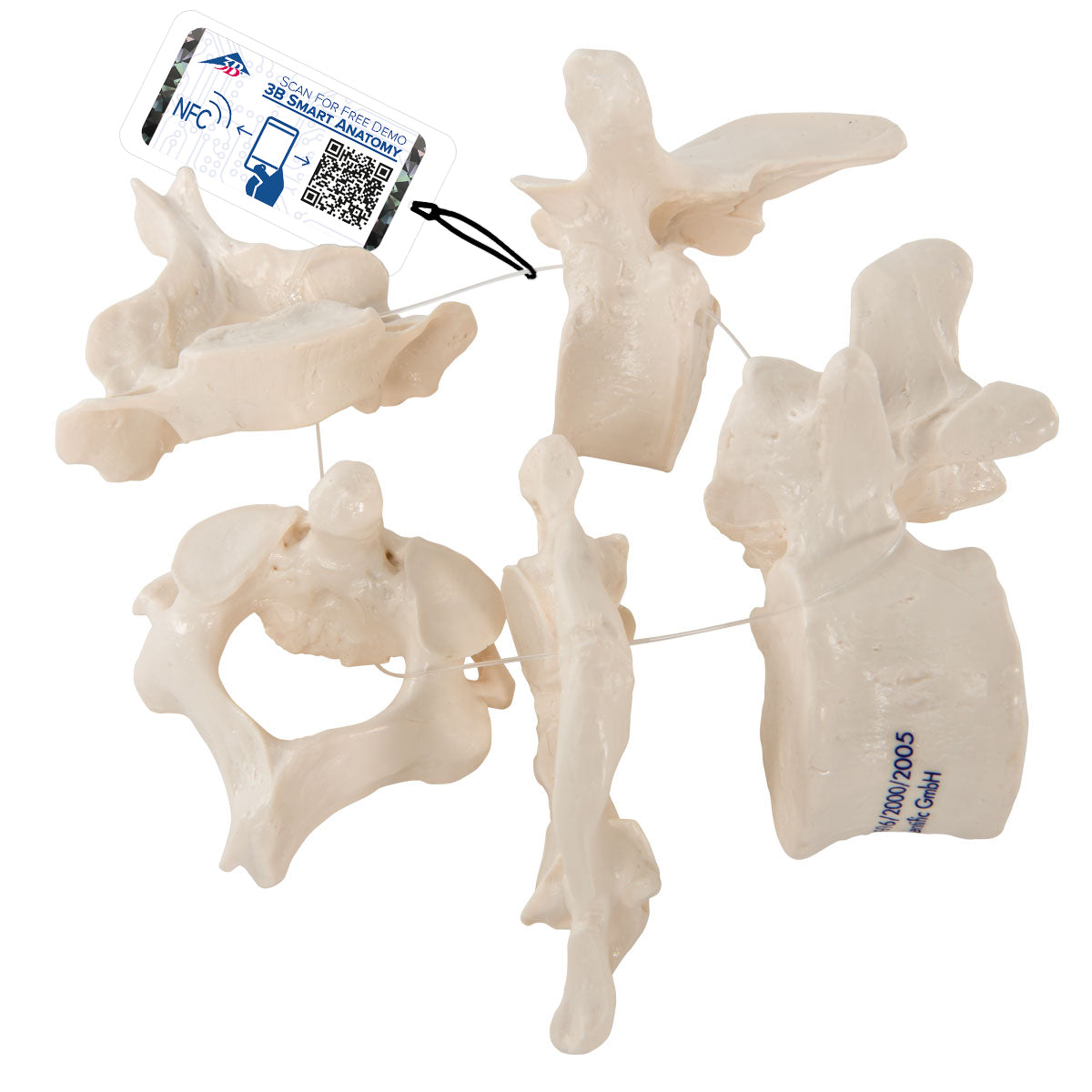 5 Human Vertebrae, Loosely Threaded on Nylon (atlas, axis, cervical, thoracic, lumbar)