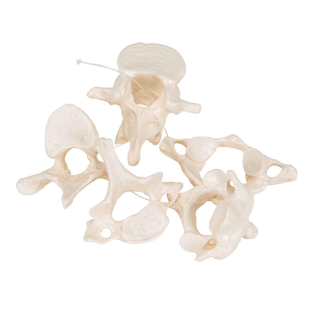 5 Human Vertebrae, Loosely Threaded on Nylon (atlas, axis, cervical, thoracic, lumbar)