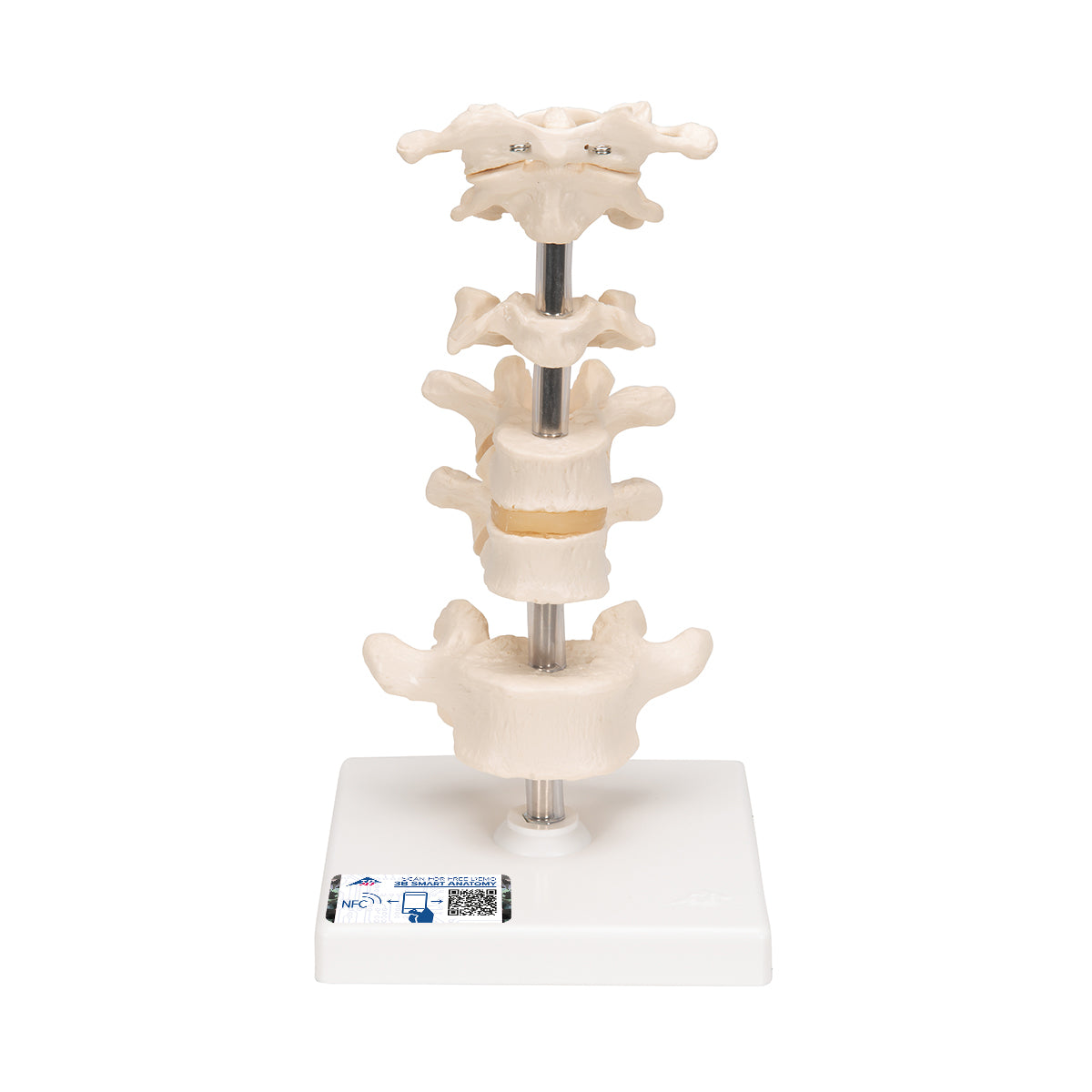 Model of 6 Human Vertebrae, Mounted on Stand (atlas, axis, cervical, 2x thoracic, lumbar) - 3B Scientific A75, view 8