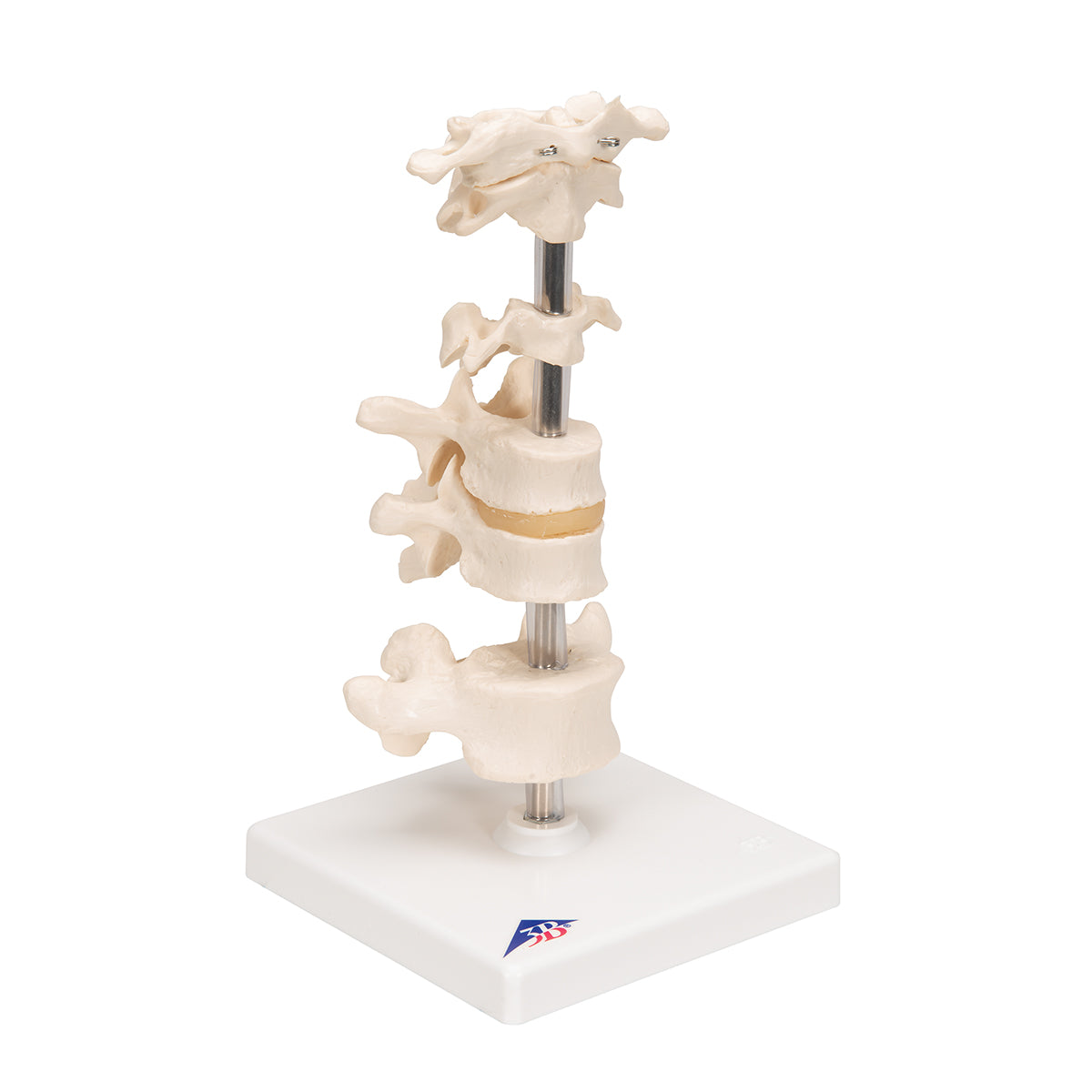 Model of 6 Human Vertebrae, Mounted on Stand (atlas, axis, cervical, 2x thoracic, lumbar) - 3B Scientific A75, view 9