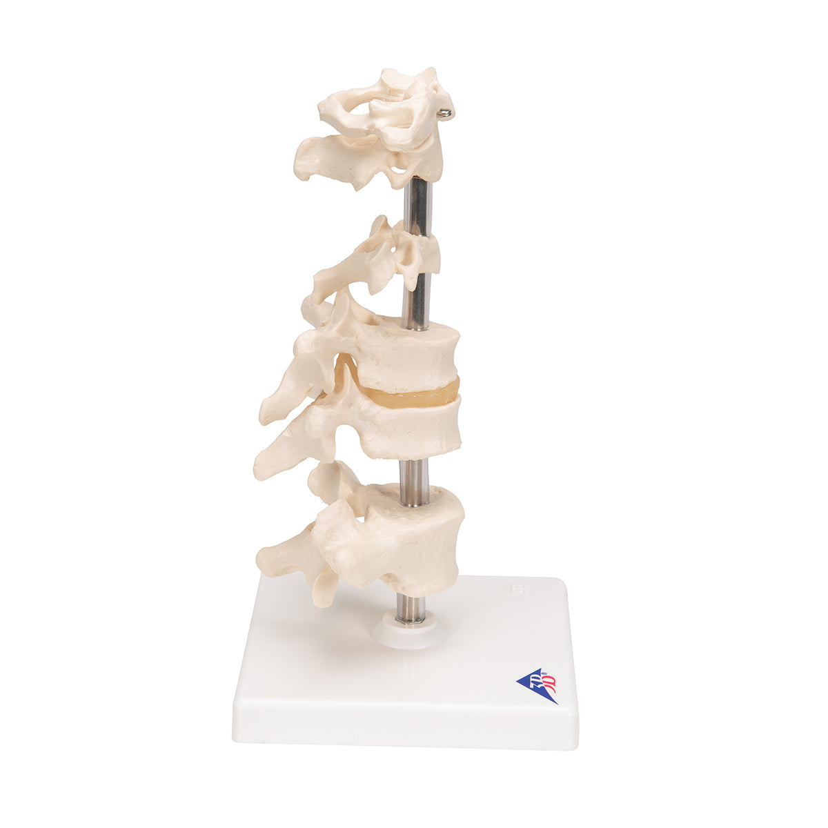Model of 6 Human Vertebrae, Mounted on Stand (atlas, axis, cervical, 2x thoracic, lumbar) - 3B Scientific A75, view 10