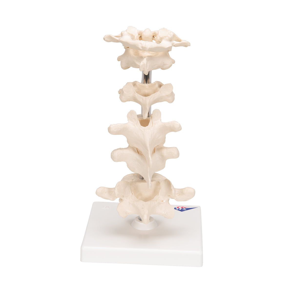 Model of 6 Human Vertebrae, Mounted on Stand (atlas, axis, cervical, 2x thoracic, lumbar) - 3B Scientific A75, view 11