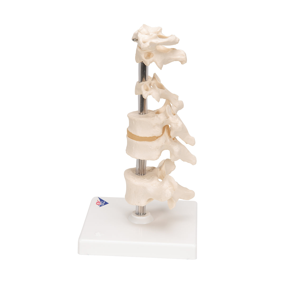 Model of 6 Human Vertebrae, Mounted on Stand (atlas, axis, cervical, 2x thoracic, lumbar) - 3B Scientific A75, view 12