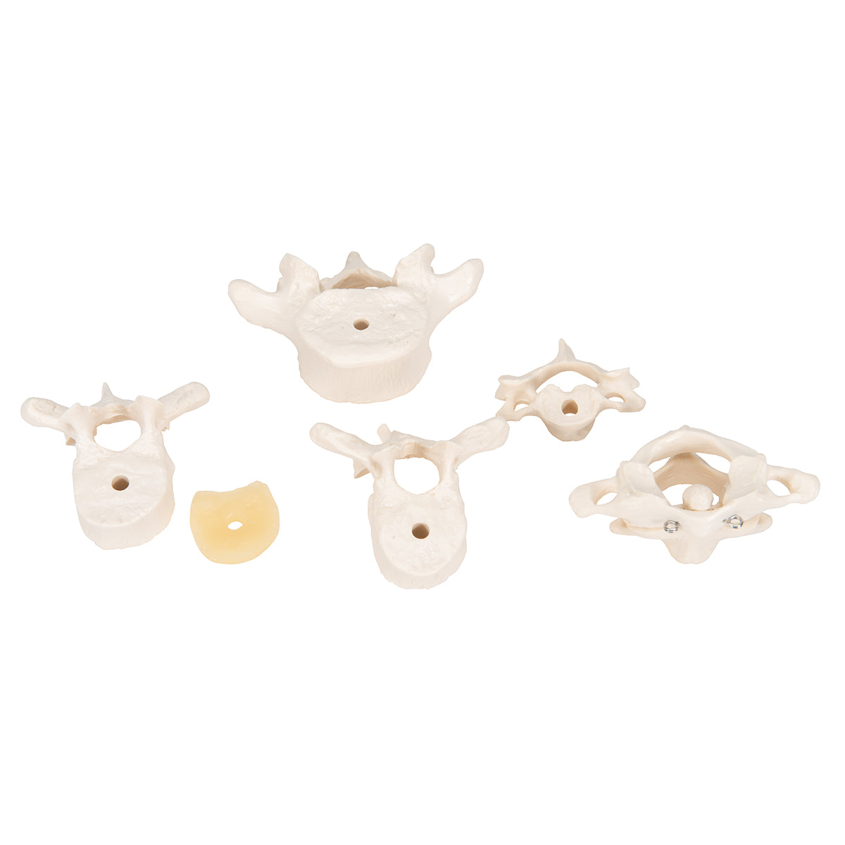 Model of 6 Human Vertebrae, Mounted on Stand (atlas, axis, cervical, 2x thoracic, lumbar) - 3B Scientific A75, view 14