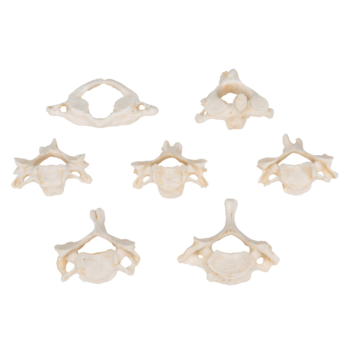 Set of 7 BONElike Cervical Vertebrae - 3B Scientific A790, view 6