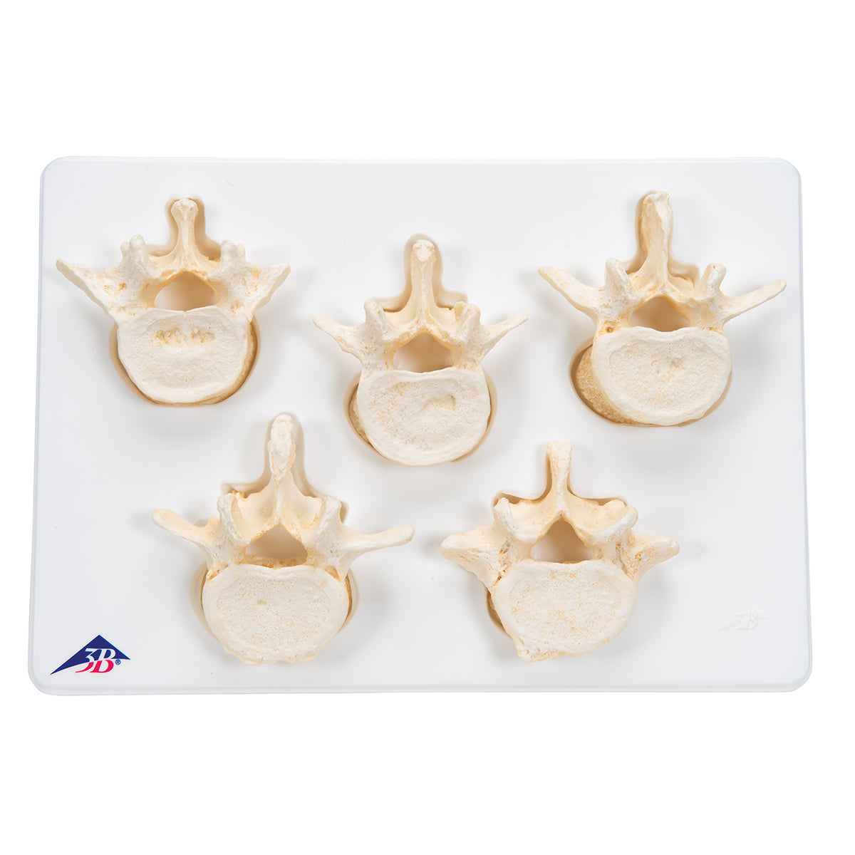 Set of 5 BONElike Lumbar Vertebrae - 3B Scientific A792, view 2