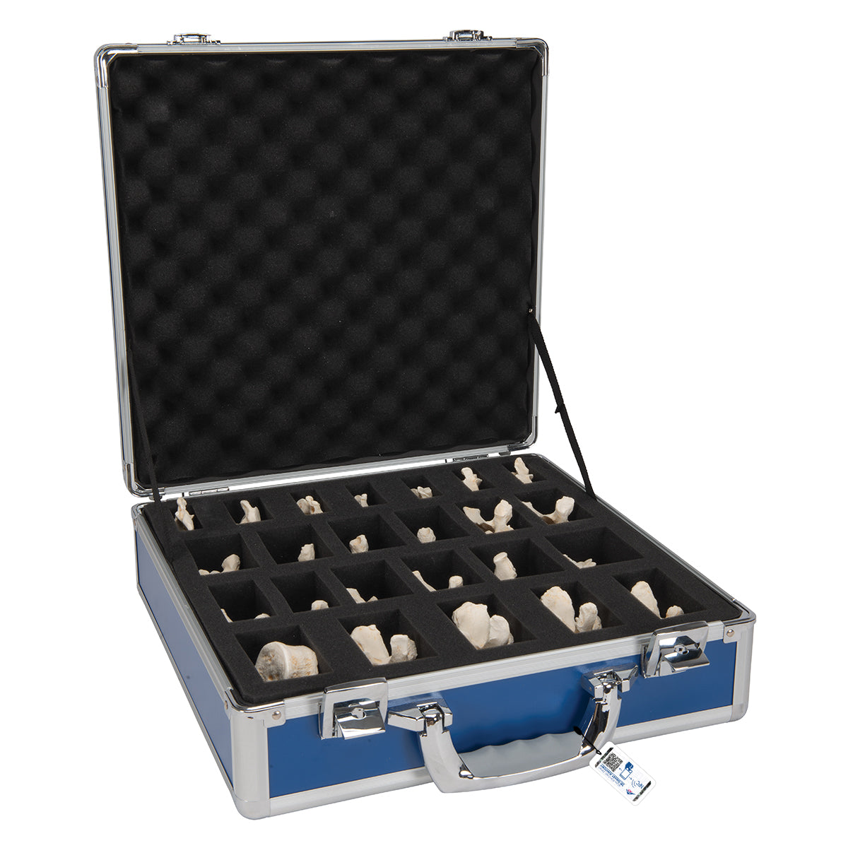 Set of 24 BONElike Vertebrae Models - 3B Scientific A793, view 6
