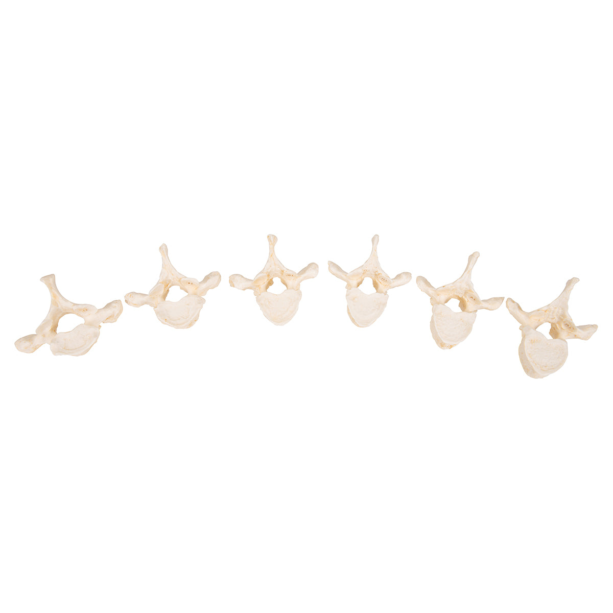 Set of 24 BONElike Vertebrae Models - 3B Scientific A793, view 3