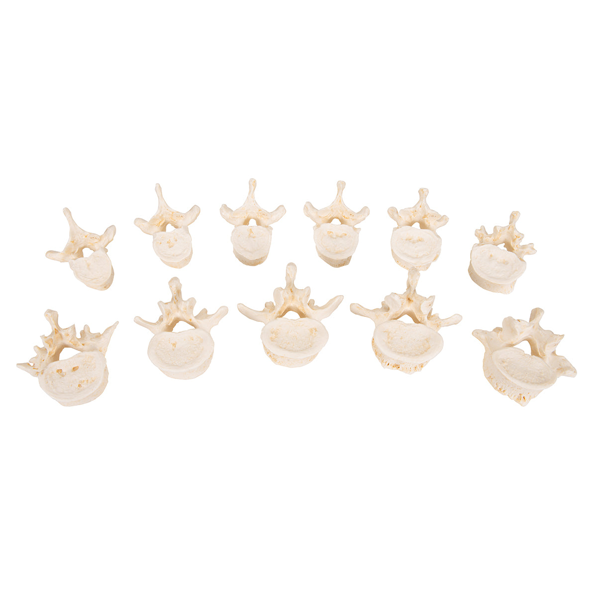 Set of 24 BONElike Vertebrae Models - 3B Scientific A793, view 4