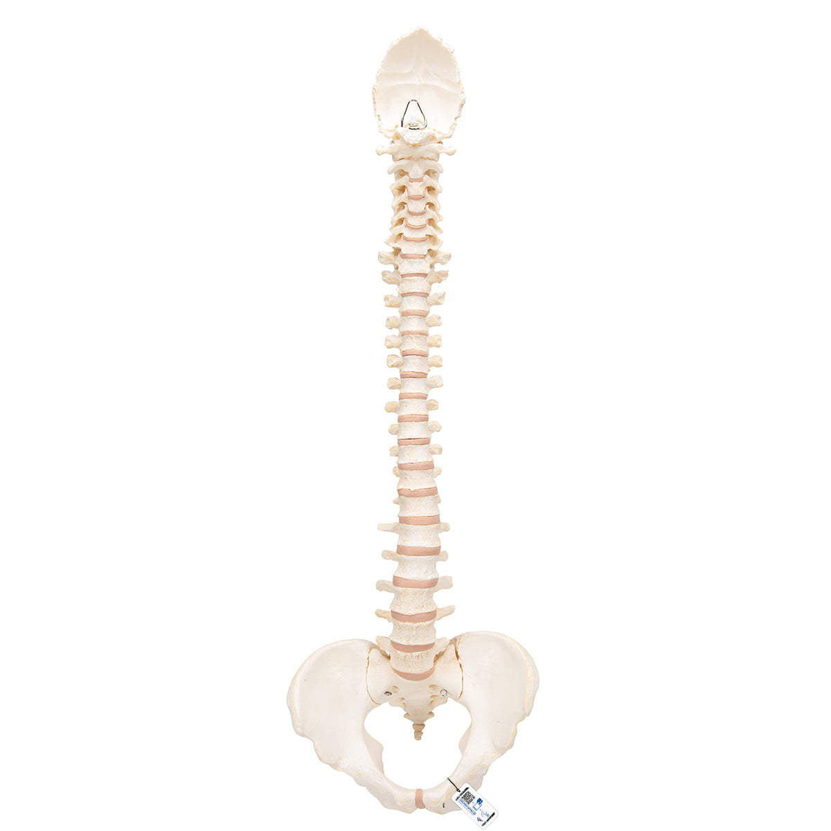 BONElike Human Vertebral Column Model - 3B Scientific A794, view 8
