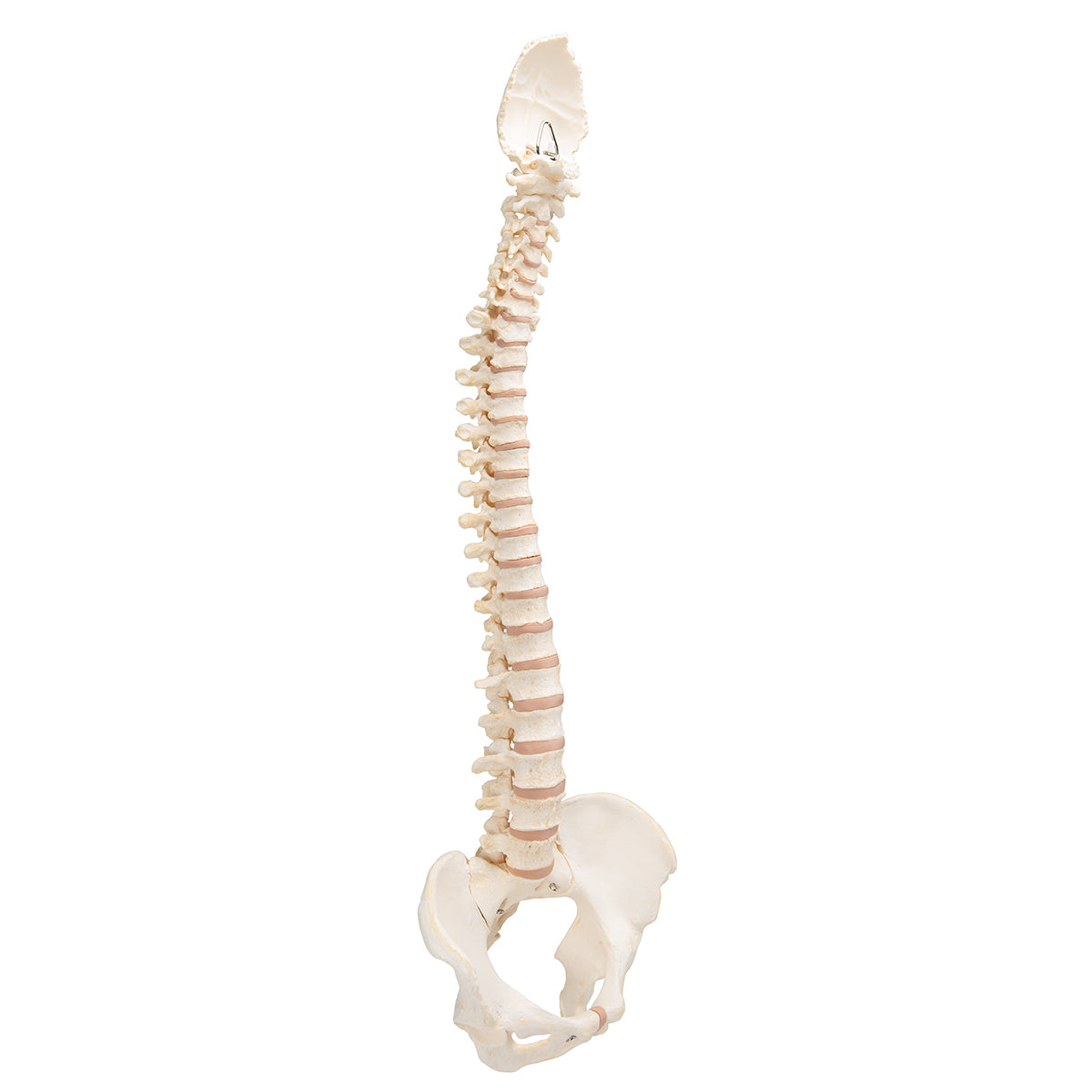 BONElike Human Vertebral Column Model - 3B Scientific A794, view 9