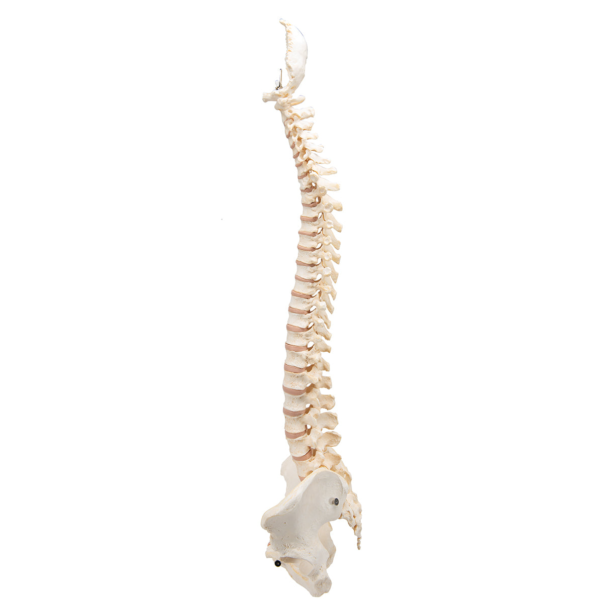 BONElike Human Vertebral Column Model - 3B Scientific A794, view 12