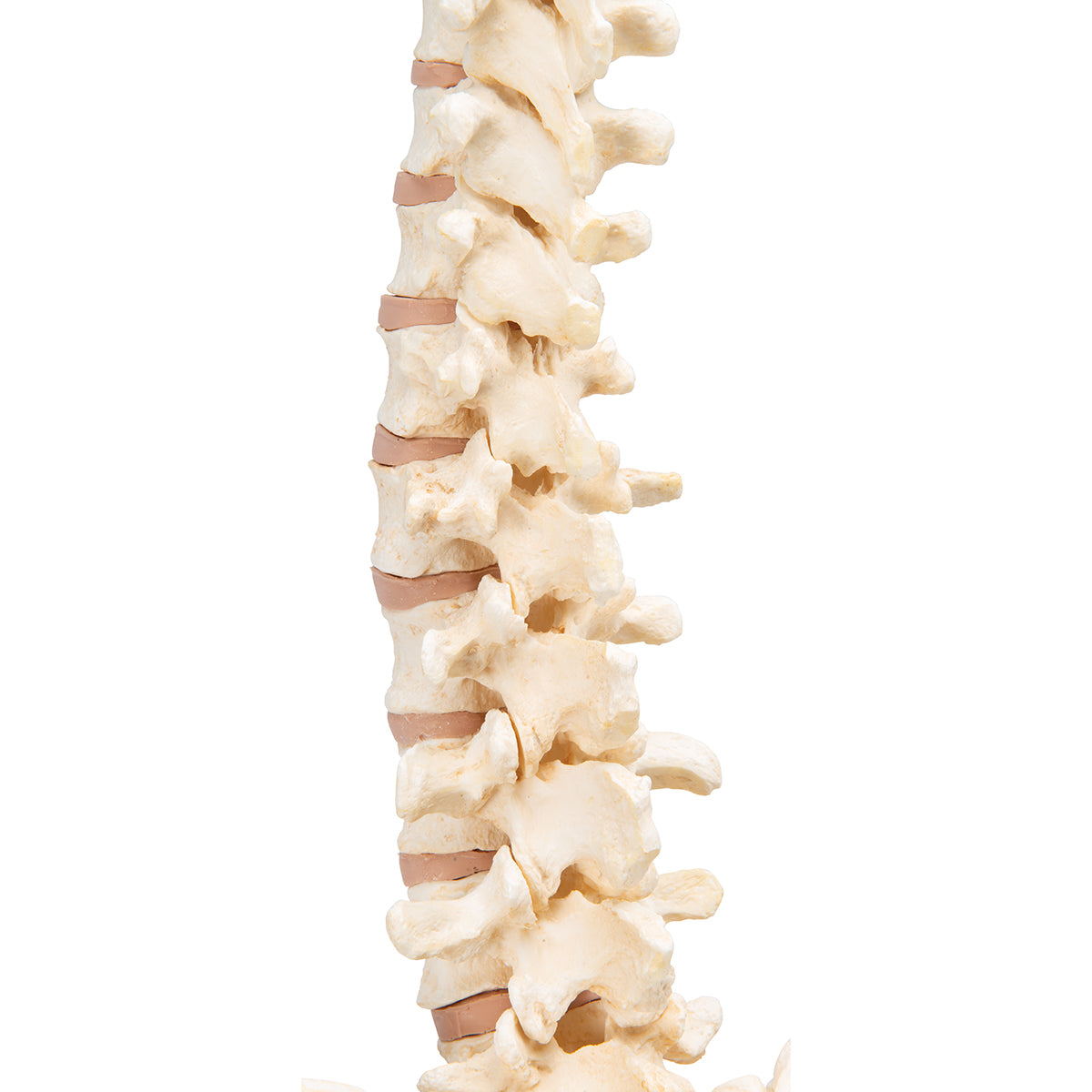 BONElike Human Vertebral Column Model - 3B Scientific A794, view 14