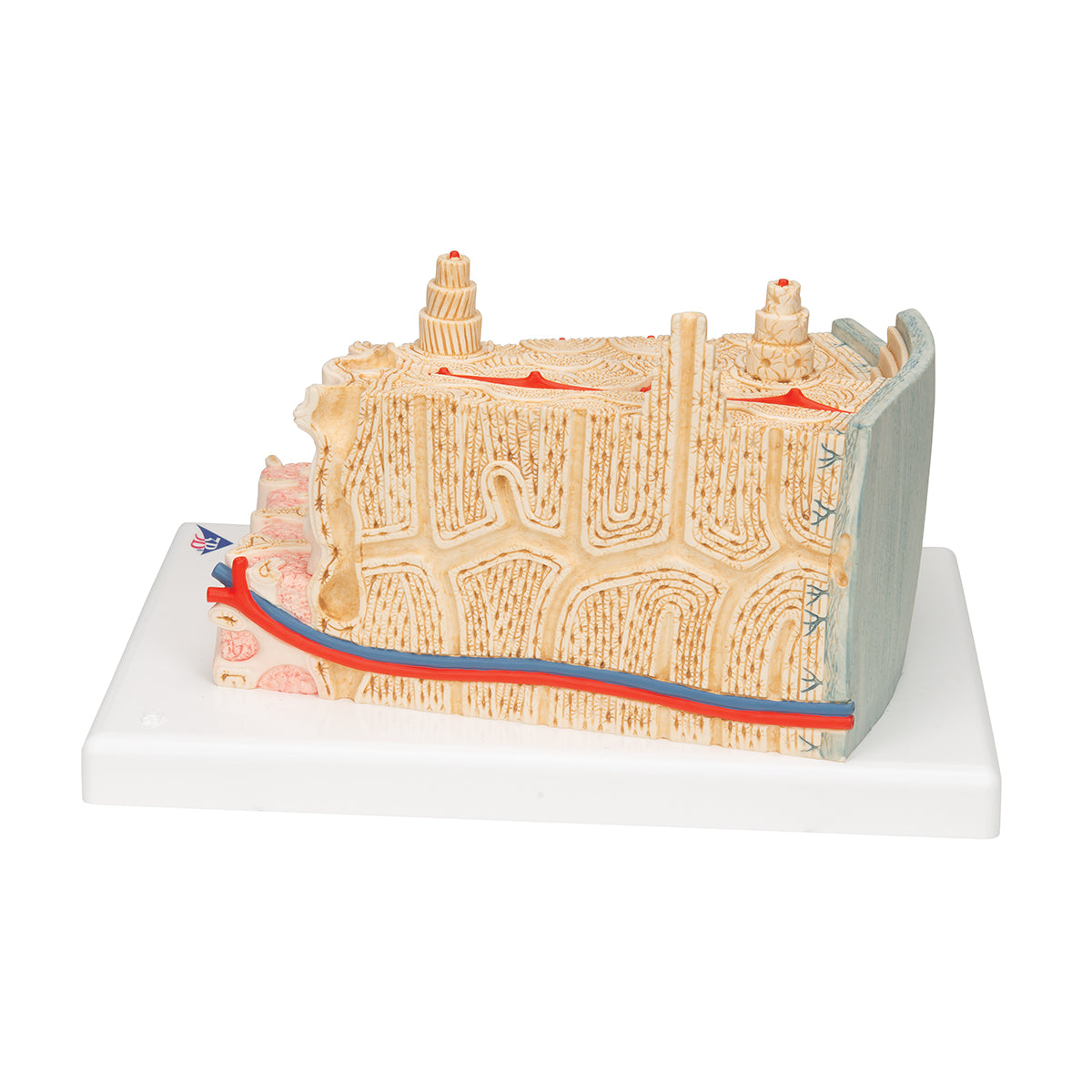 MICROanatomy Bone Structure Model, enlarged 80 times - 3B Scientific A79, view 12