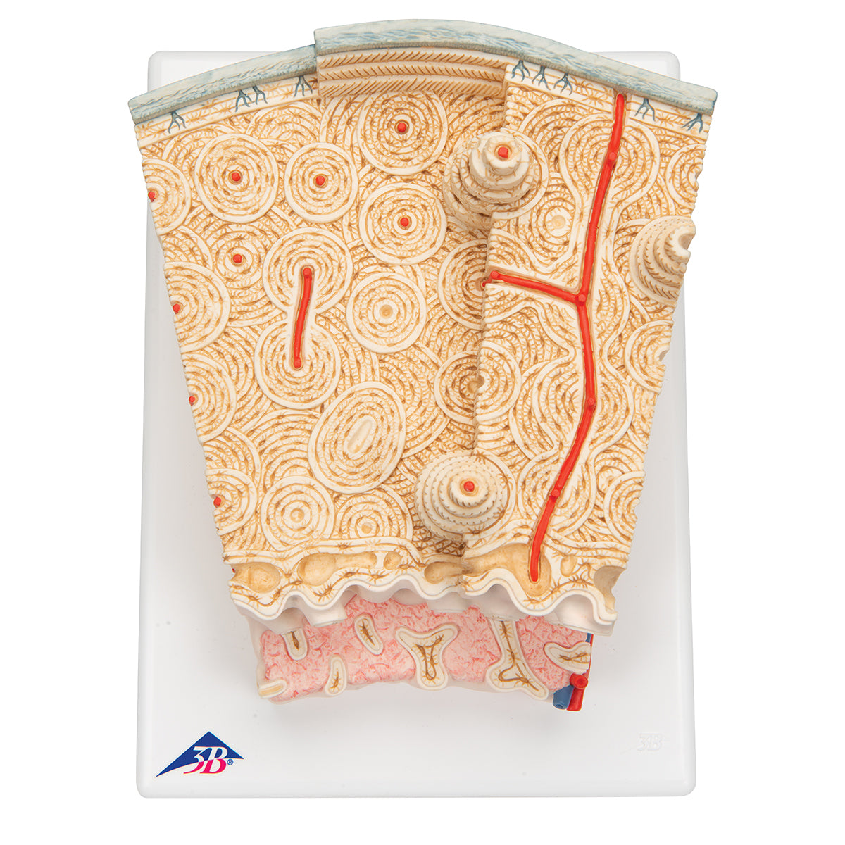MICROanatomy Bone Structure Model, enlarged 80 times - 3B Scientific A79, view 14