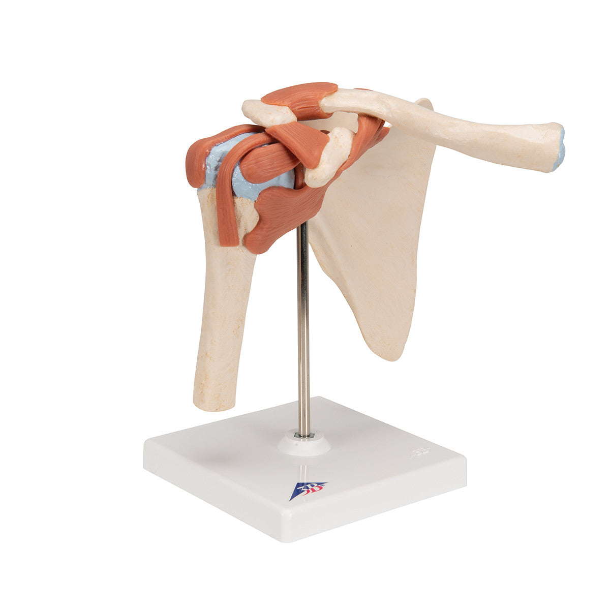 Deluxe Functional Shoulder Joint | 3B Scientific A80/1