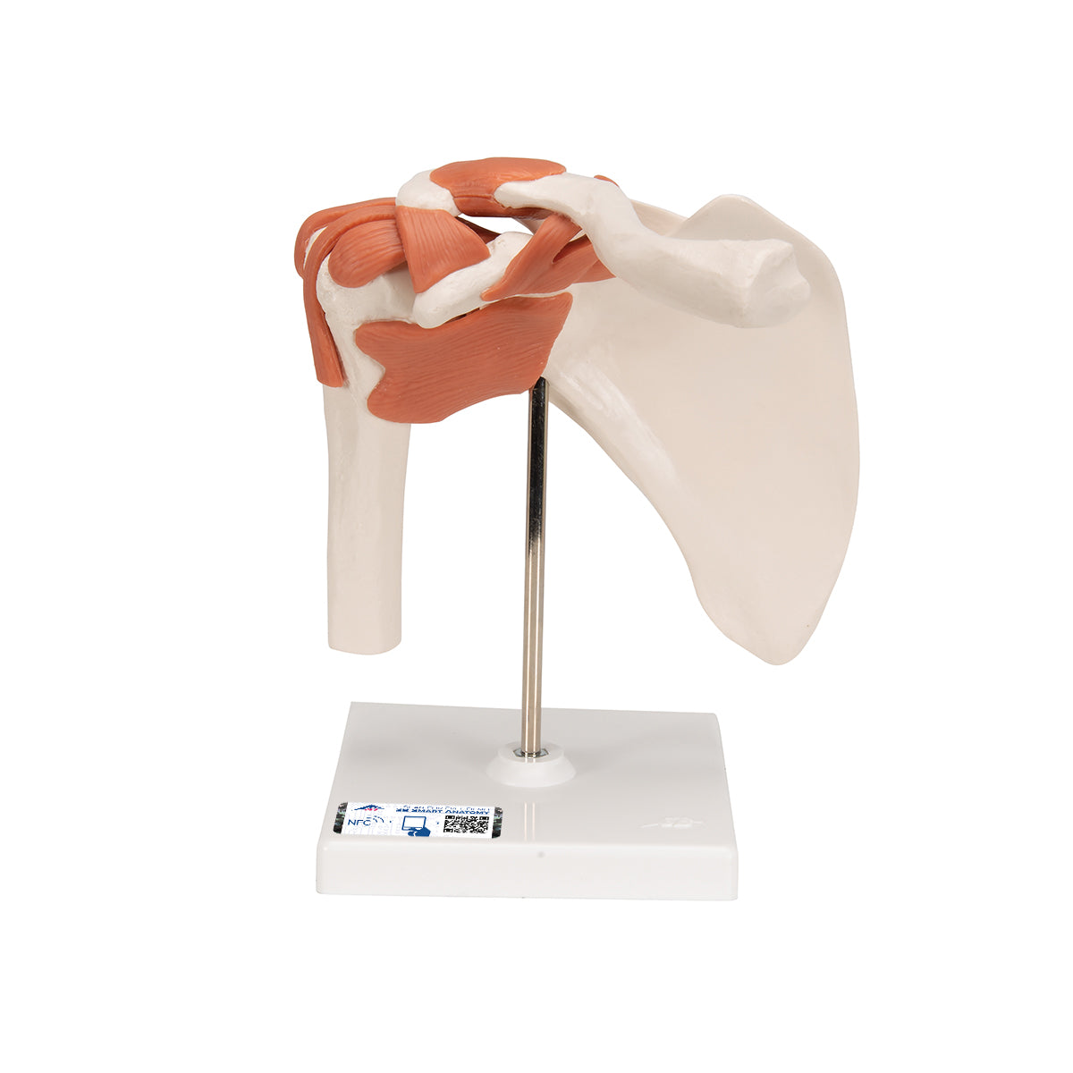 Functional Human Shoulder Joint - 3B Scientific A80, view 8