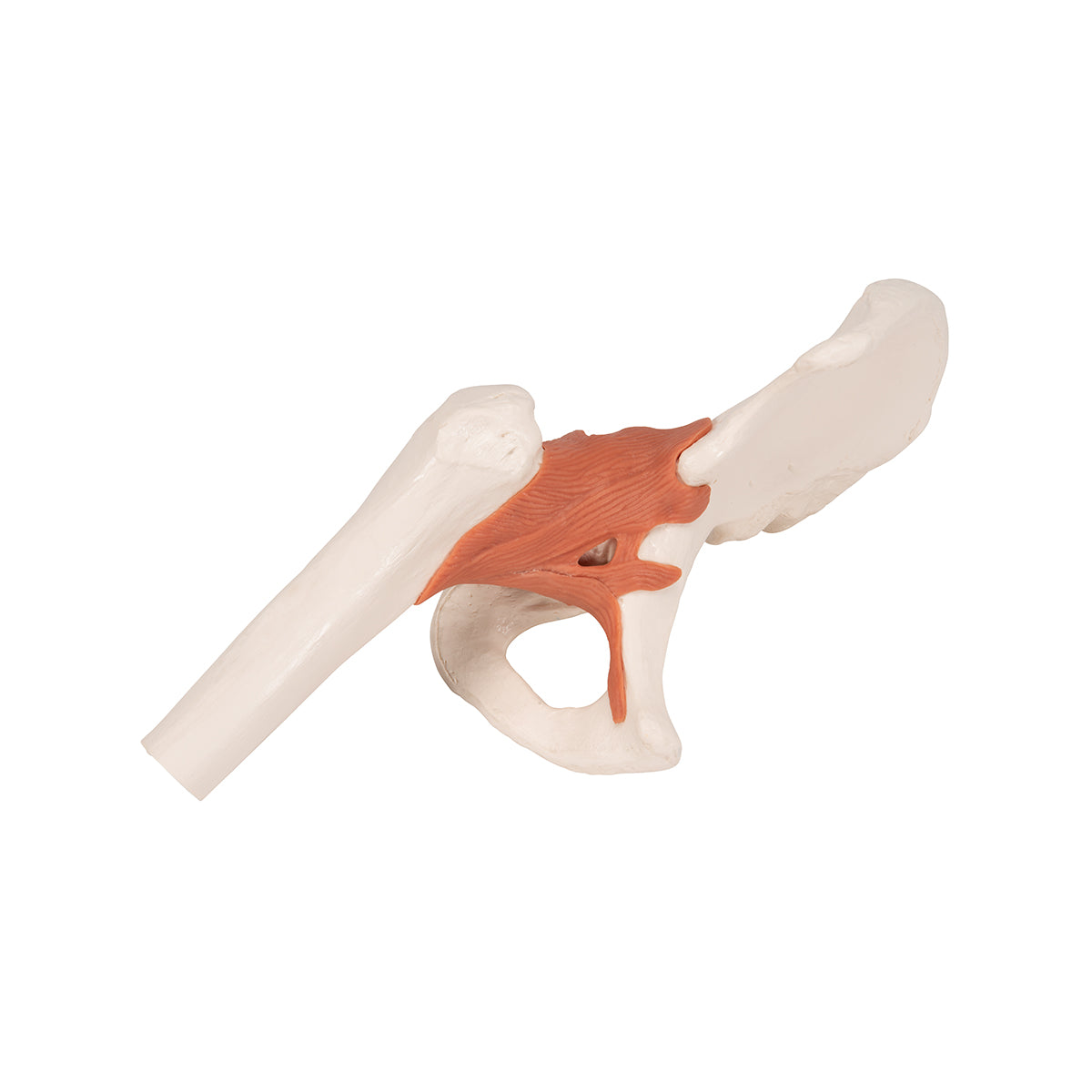 Functional Human Hip Joint Model - 3B Scientific A81, view 15