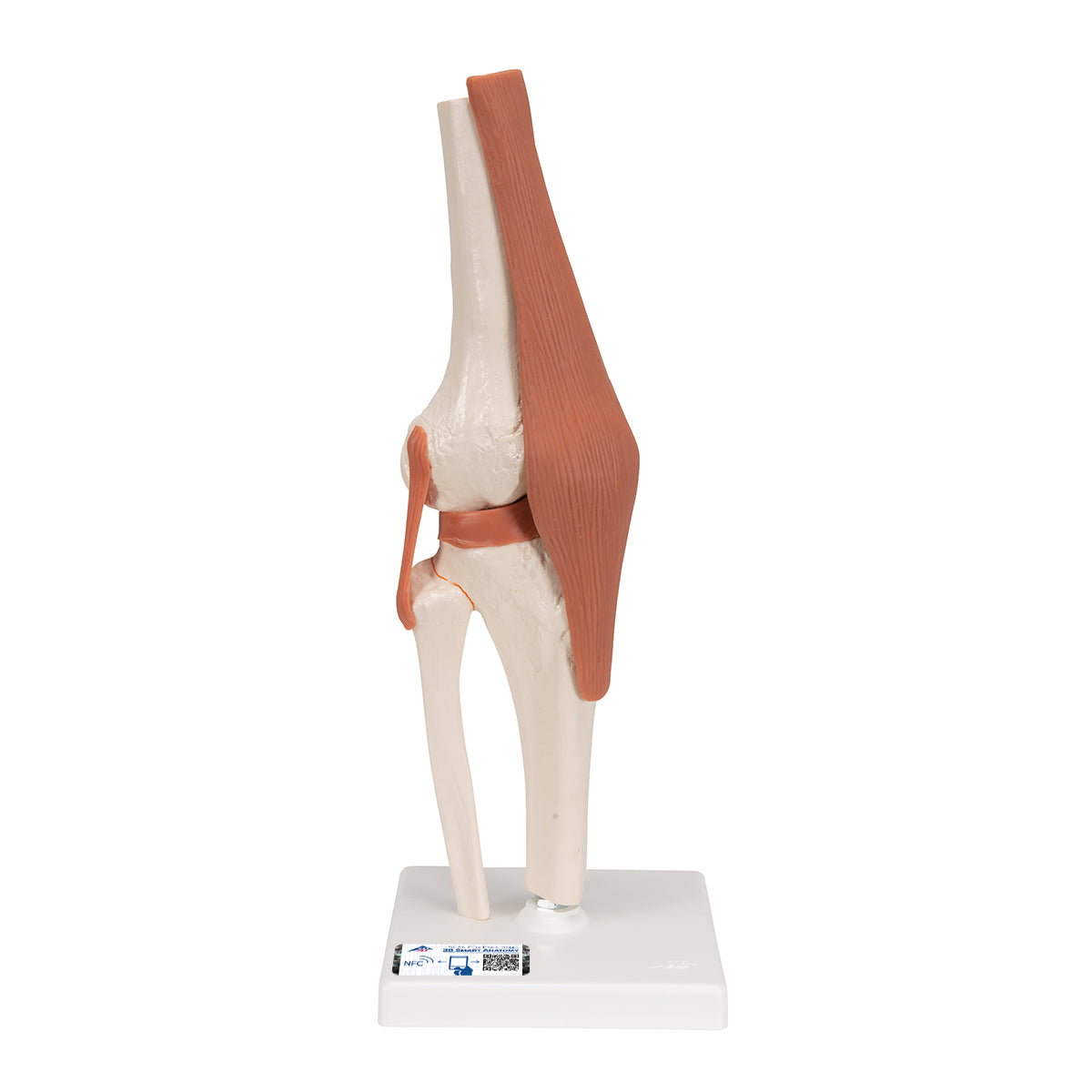 Functional Human Knee Joint Model with Ligaments - 3B Scientific A82, view 8