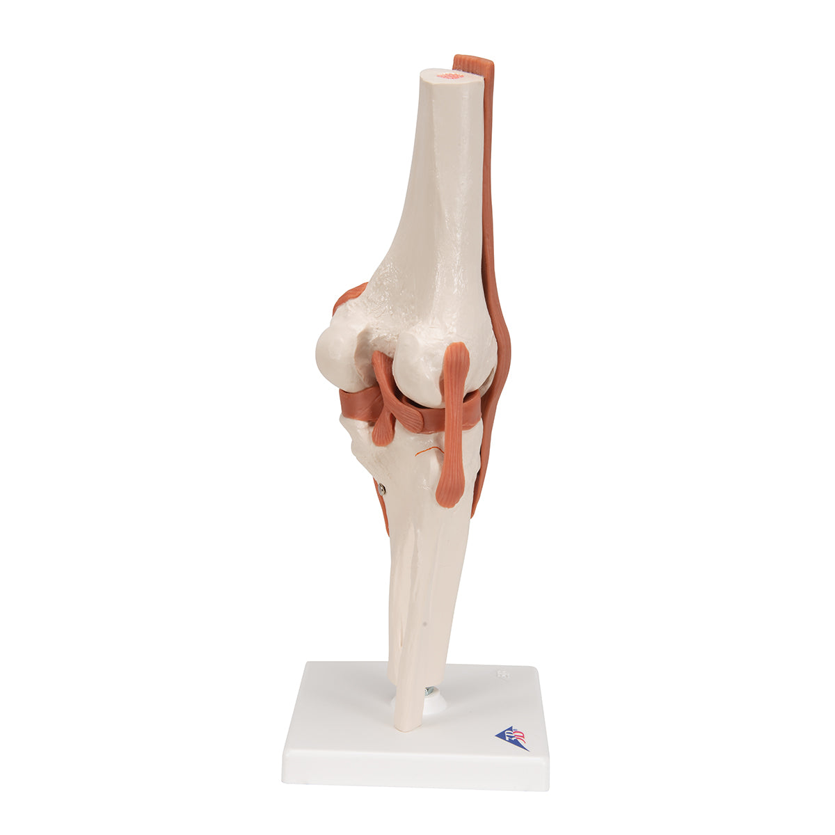 Functional Human Knee Joint Model with Ligaments - 3B Scientific A82, view 9