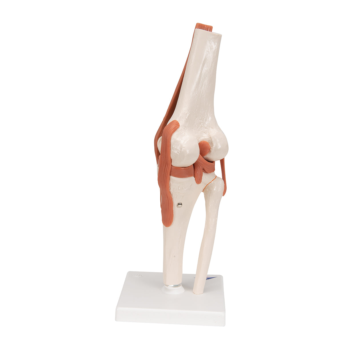 Functional Human Knee Joint Model with Ligaments - 3B Scientific A82, view 10