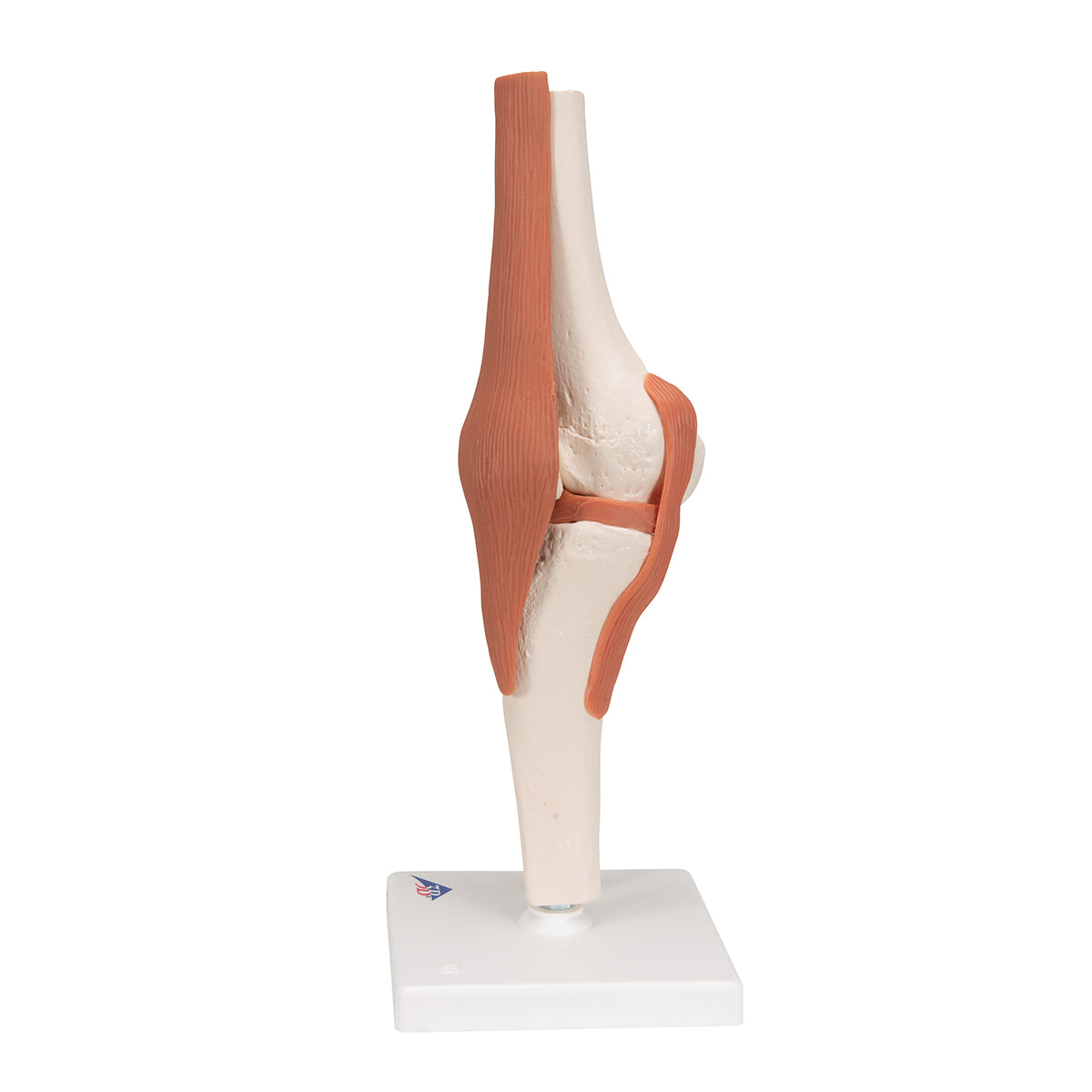 Functional Human Knee Joint Model with Ligaments - 3B Scientific A82, view 11