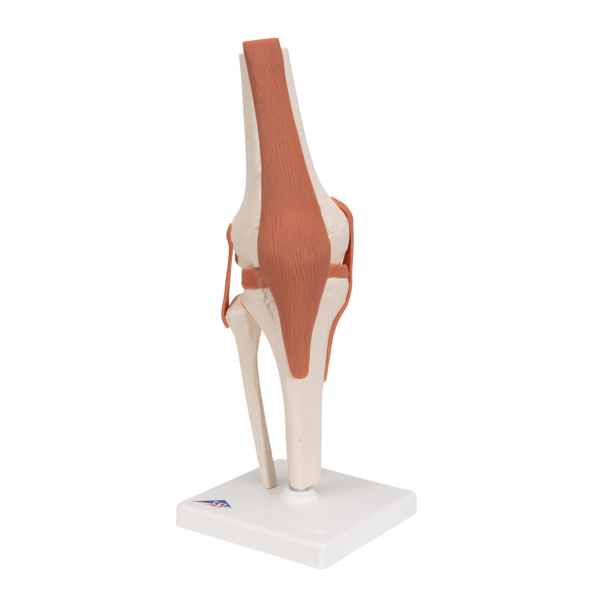 Functional Human Knee Joint Model with Ligaments - 3B Scientific A82, view 12