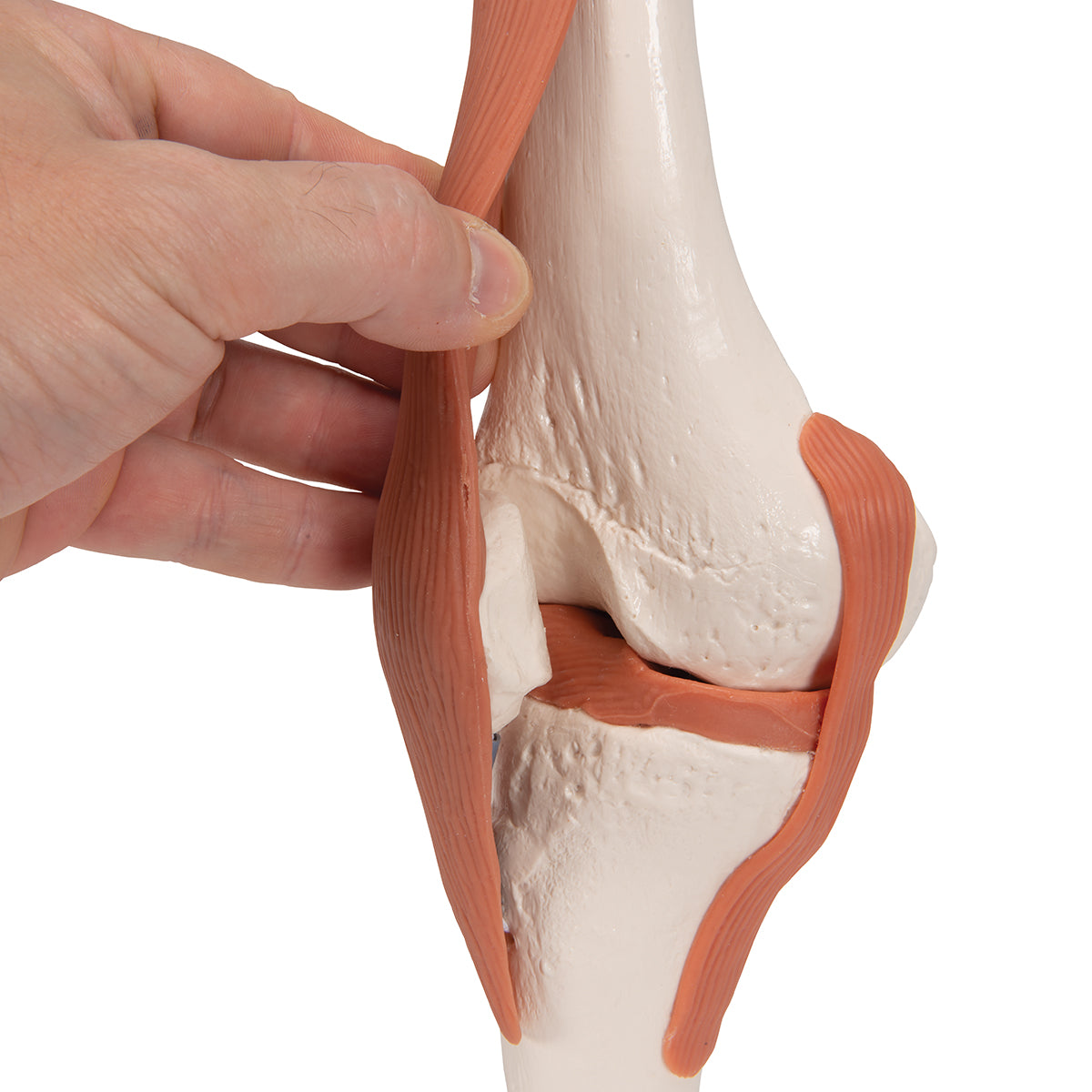 Functional Human Knee Joint Model with Ligaments - 3B Scientific A82, view 13