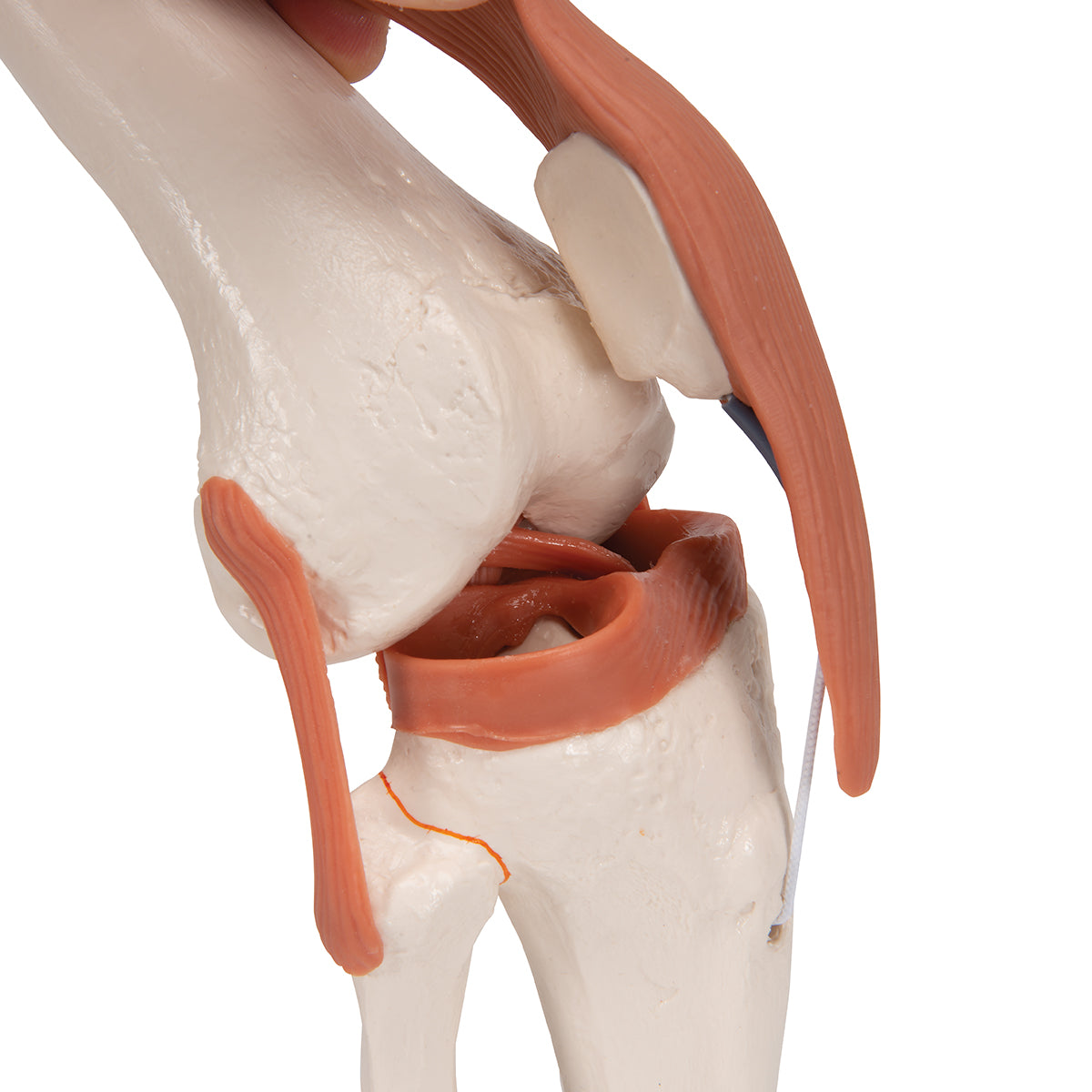 Functional Human Knee Joint Model with Ligaments - 3B Scientific A82, view 14