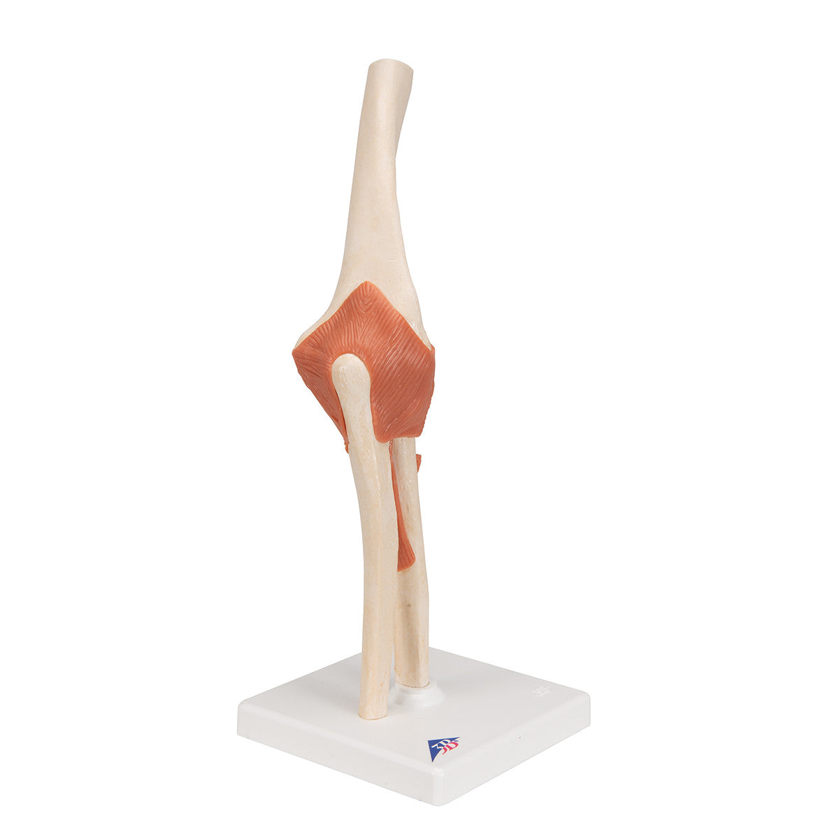 Deluxe Functional Elbow Joint | 3B Scientific A83/1
