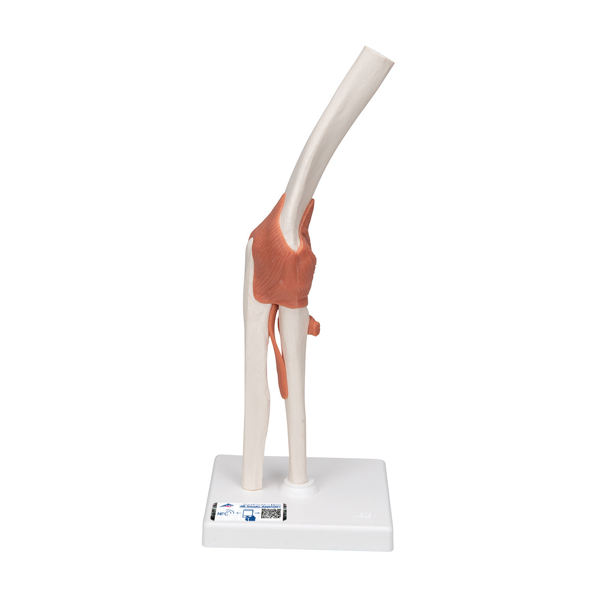 Functional Human Elbow Joint Model with Ligaments - 3B Scientific A83, view 7