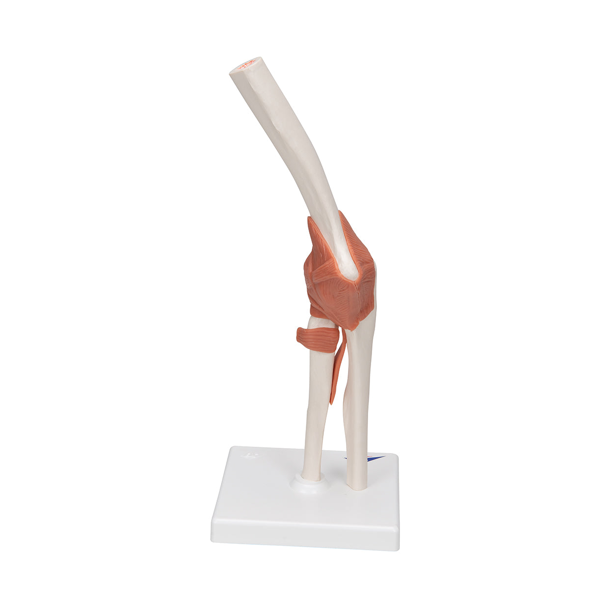 Functional Human Elbow Joint Model with Ligaments - 3B Scientific A83, view 10