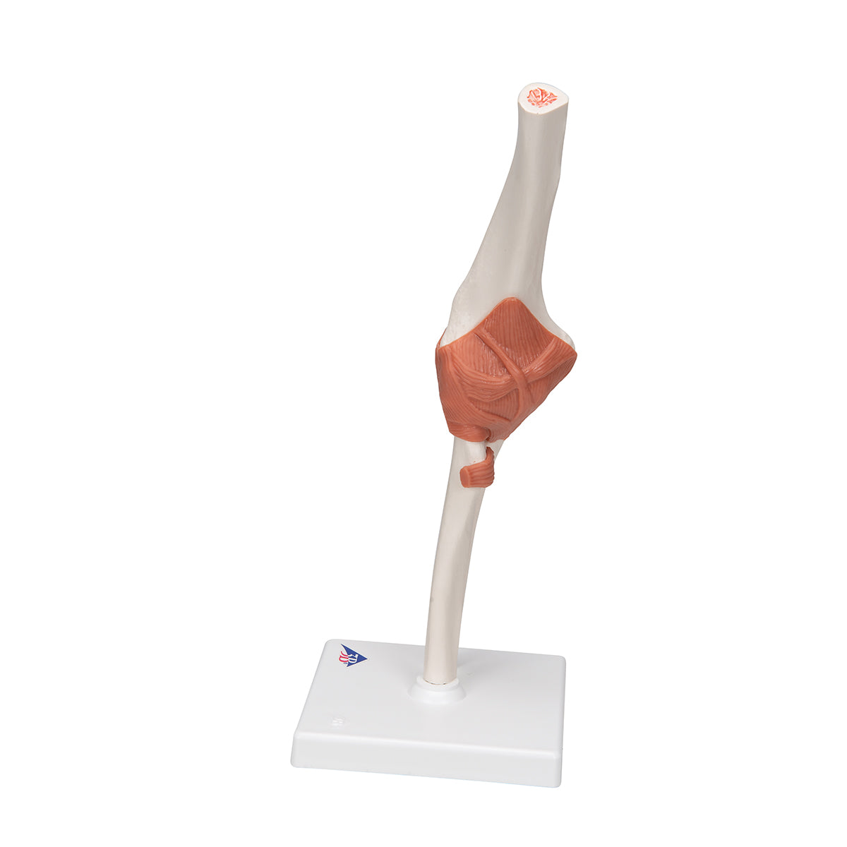 Functional Human Elbow Joint Model with Ligaments - 3B Scientific A83, view 11