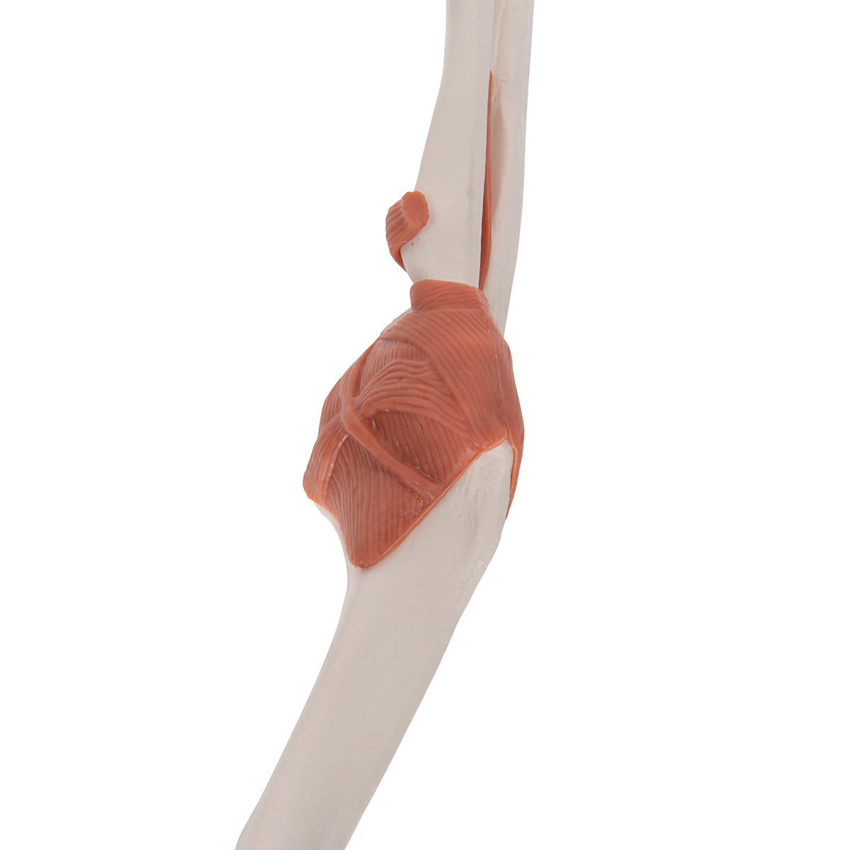 Functional Human Elbow Joint Model with Ligaments - 3B Scientific A83, view 12