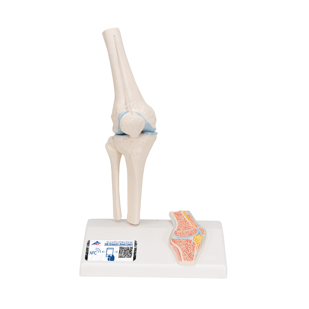 Mini Human Knee Joint Model with Cross Section A85/1