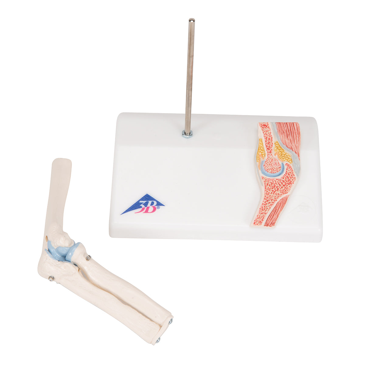 Mini Human Elbow Joint Model with Cross Section