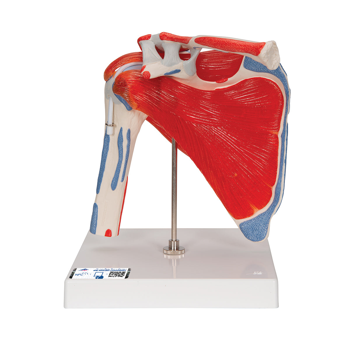 Human Shoulder Joint Model with Rotator Cuff & 4 Removable Muscles, 5 part - 3B Scientific A880, view 8