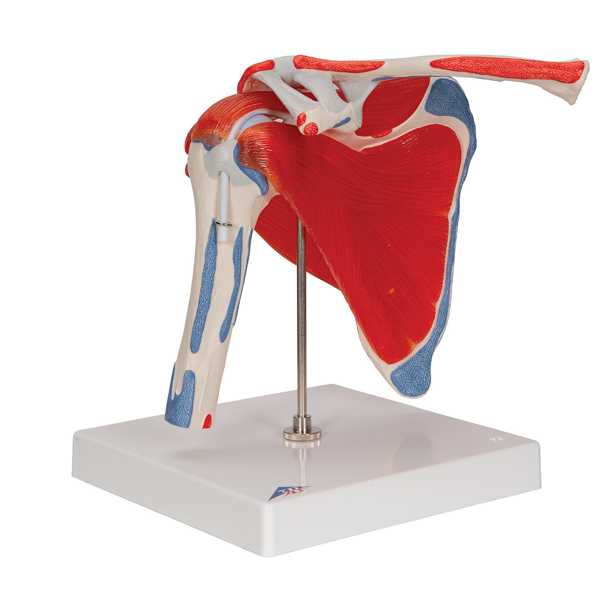 Human Shoulder Joint Model with Rotator Cuff & 4 Removable Muscles, 5 part - 3B Scientific A880, view 9