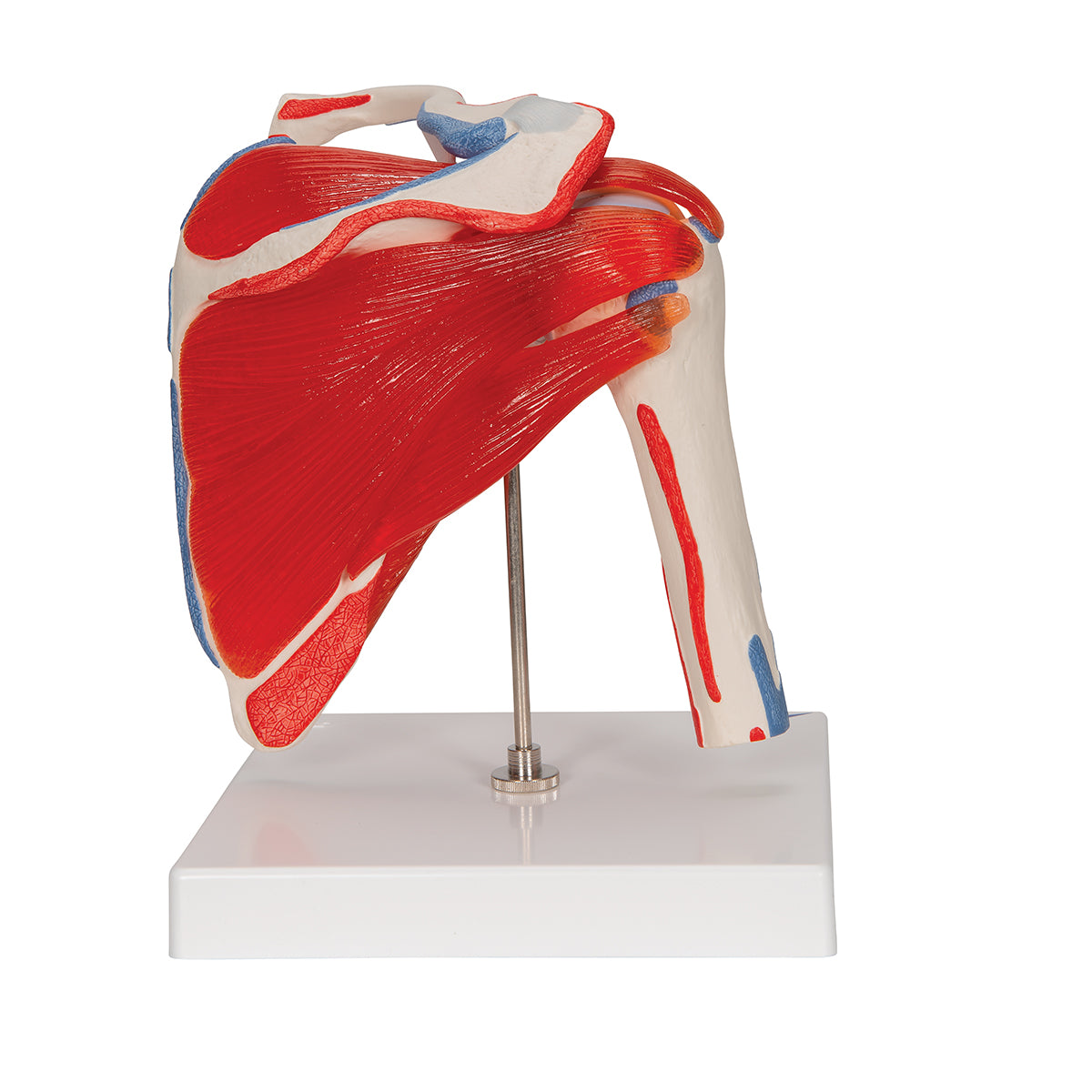 Human Shoulder Joint Model with Rotator Cuff & 4 Removable Muscles, 5 part - 3B Scientific A880, view 11