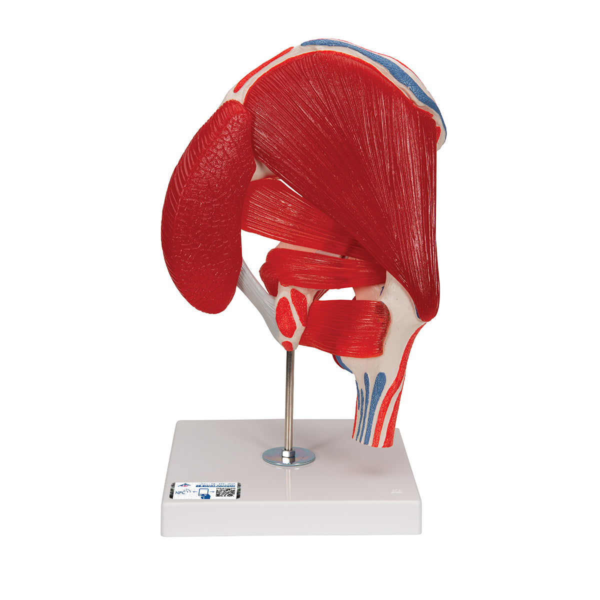 Human Hip Joint Model with Removable Muscles, 7 parts - 3B Scientific A881, view 8