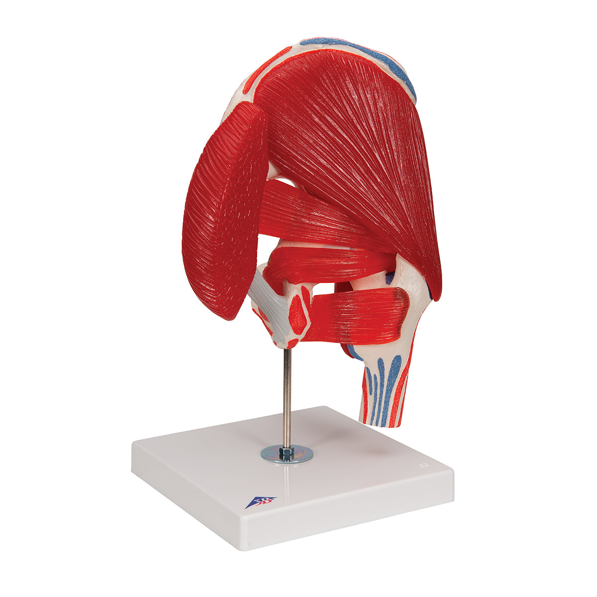 Human Hip Joint Model with Removable Muscles, 7 parts - 3B Scientific A881, view 9