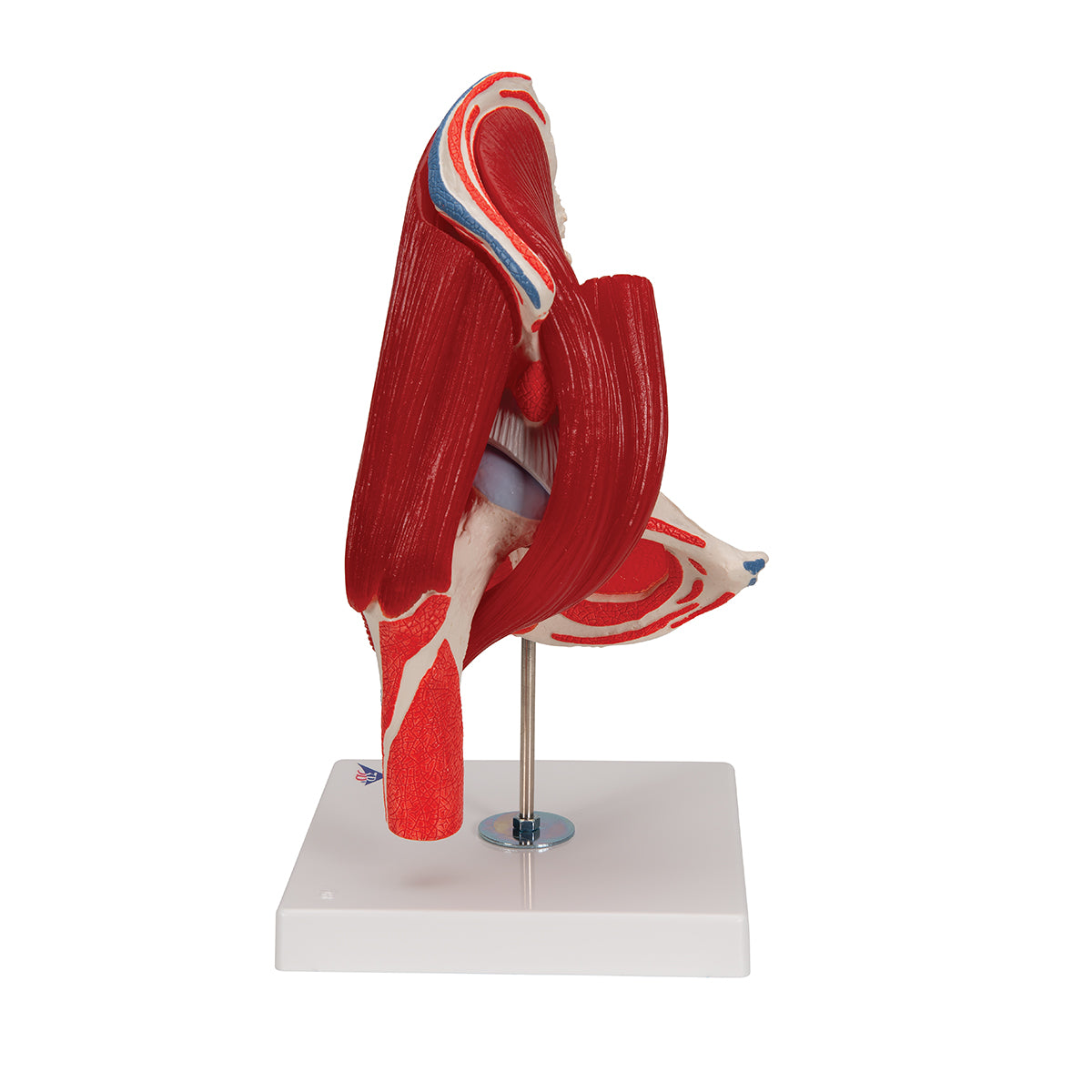 Human Hip Joint Model with Removable Muscles, 7 parts - 3B Scientific A881, view 11