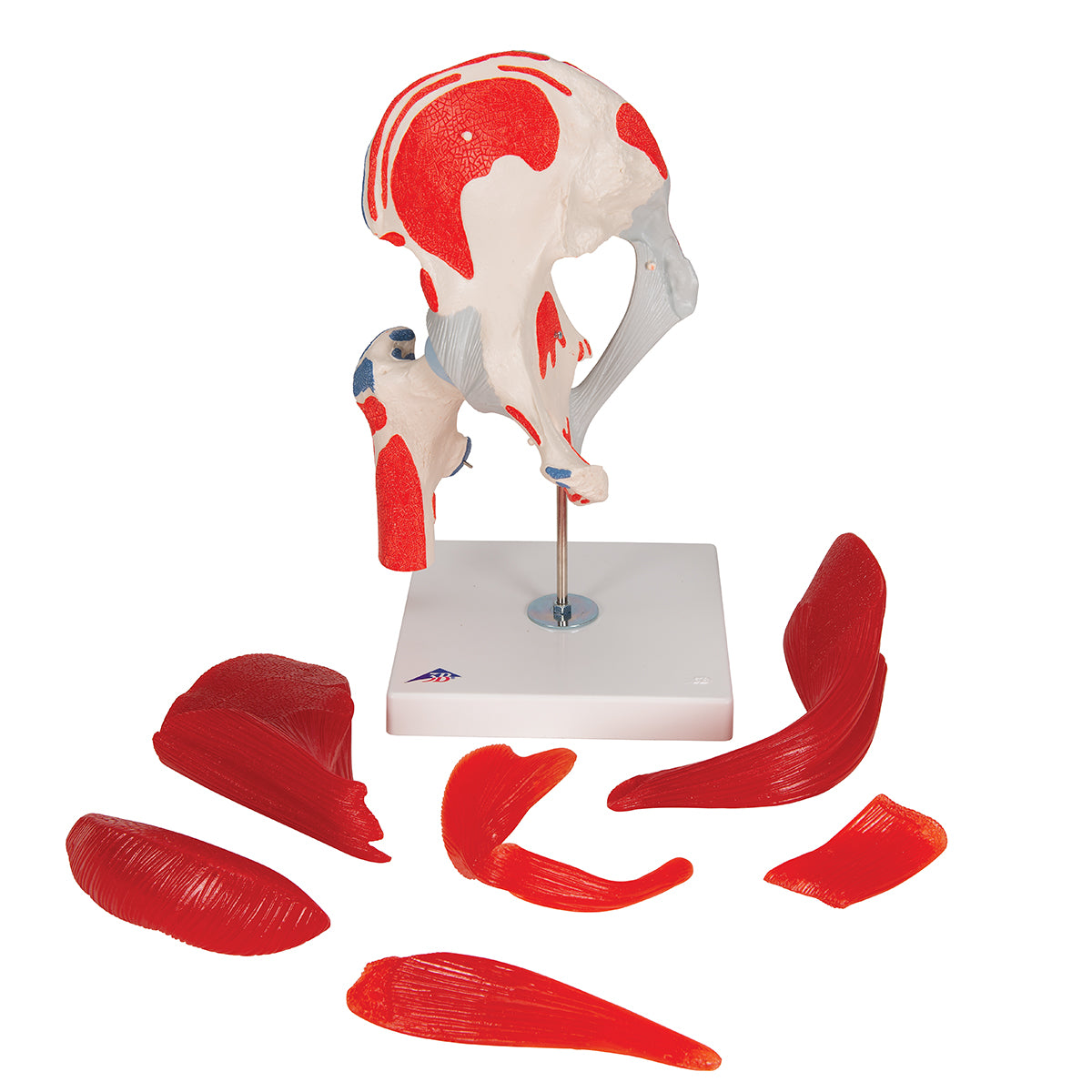 Human Hip Joint Model with Removable Muscles, 7 parts - 3B Scientific A881, view 12