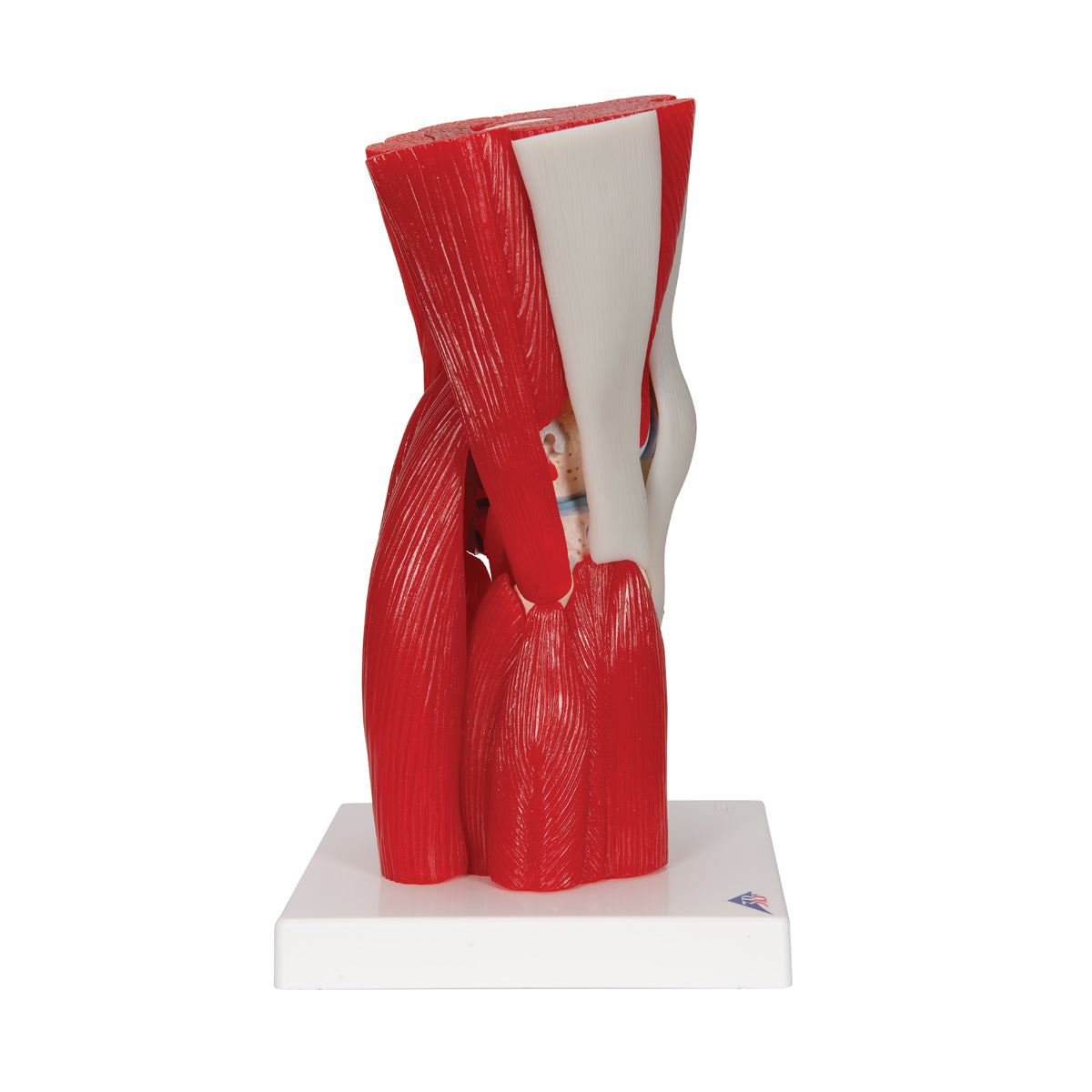 Human Knee Joint Model with Removable Muscles, 12 parts - 3B Scientific A882, view 2