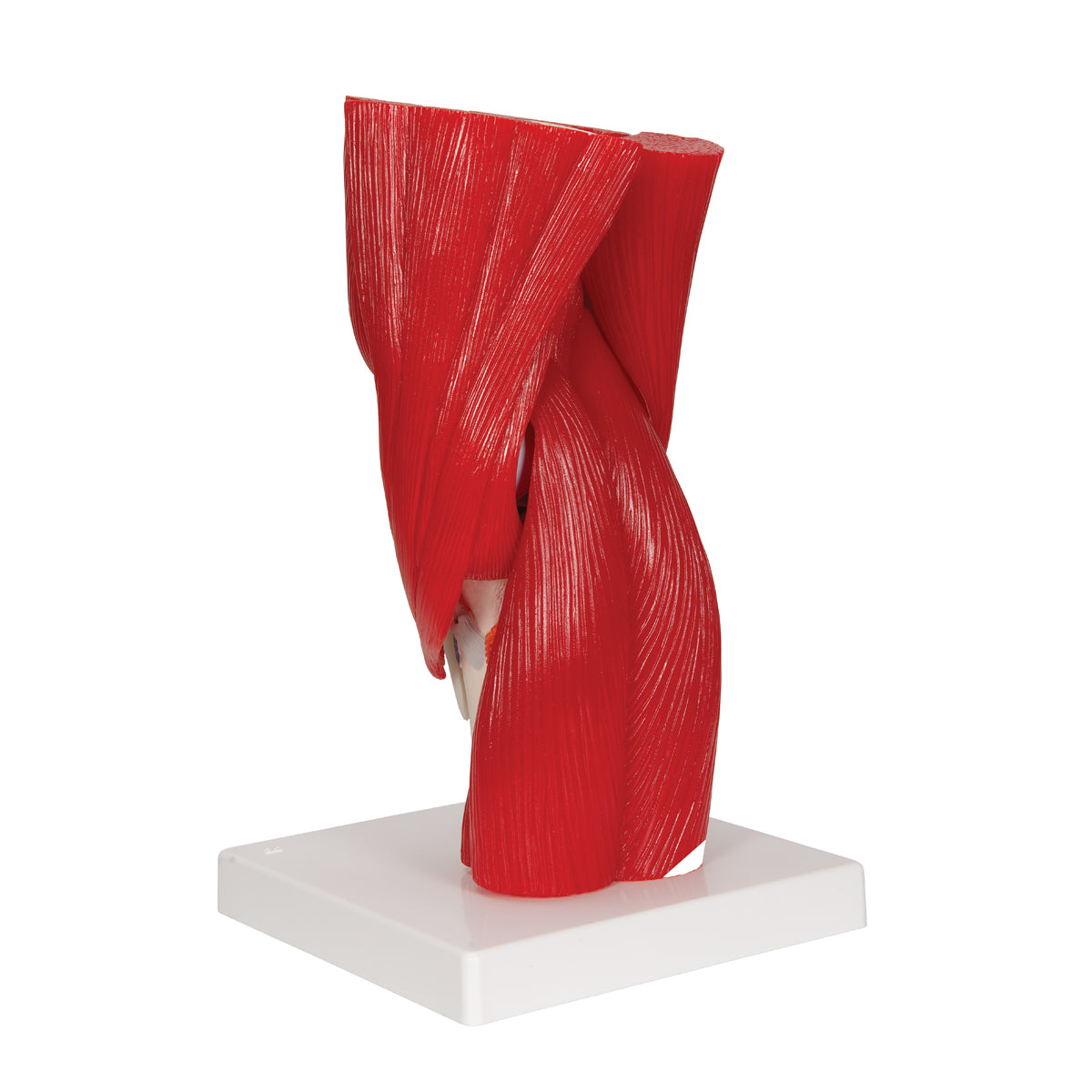 Human Knee Joint Model with Removable Muscles, 12 parts - 3B Scientific A882, view 3